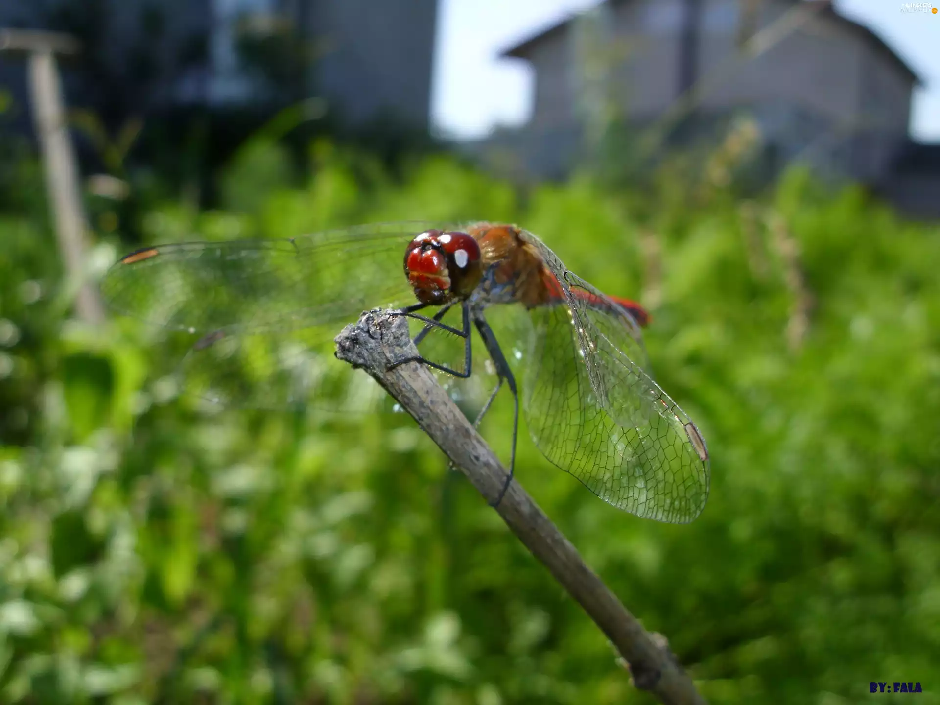 dragon-fly, Ruddy