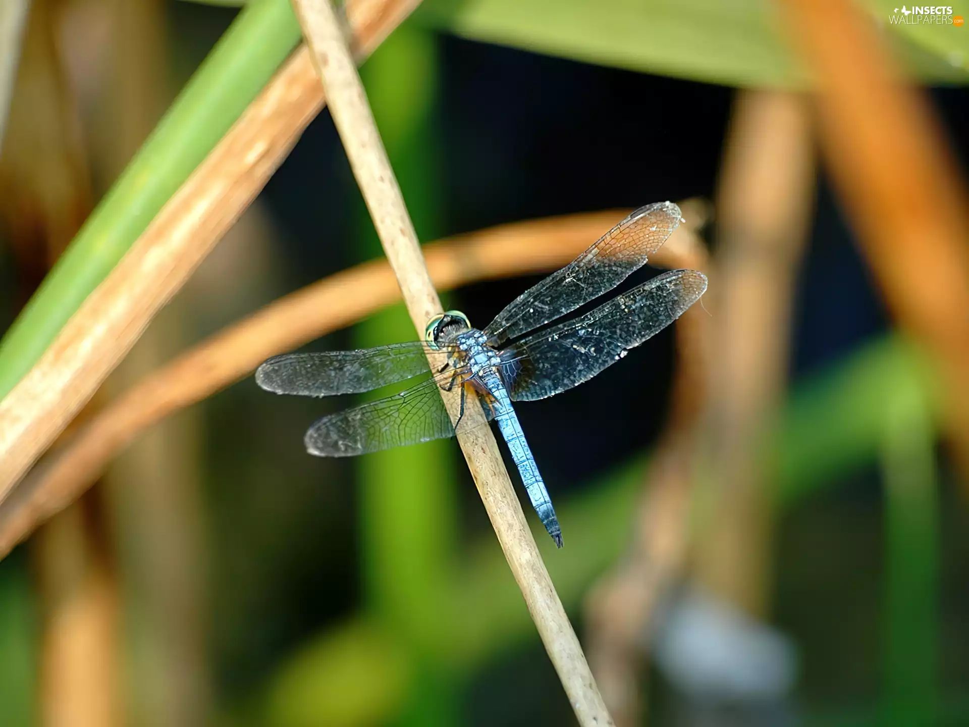dragon-fly, stick