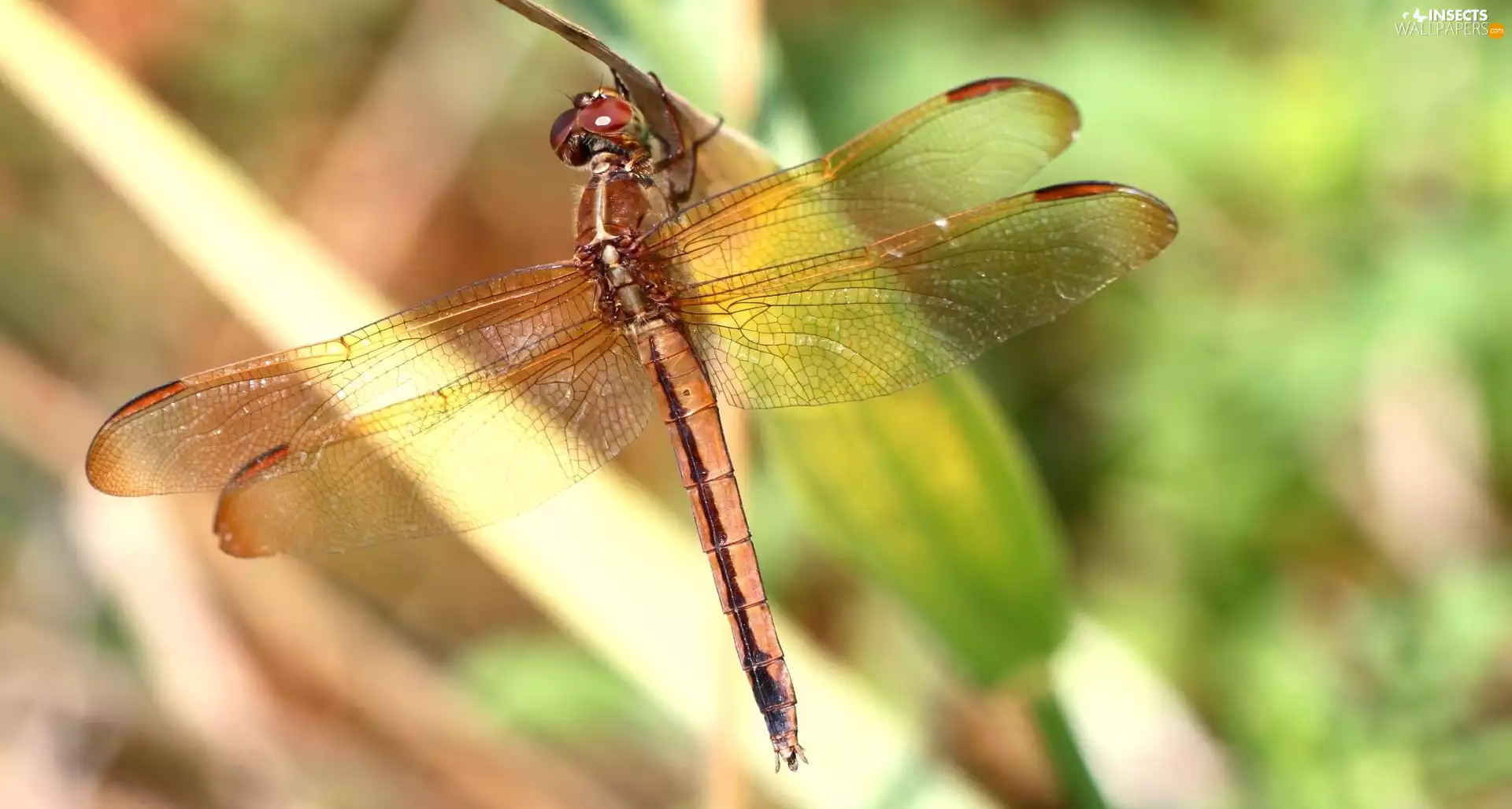 dragon-fly, stick