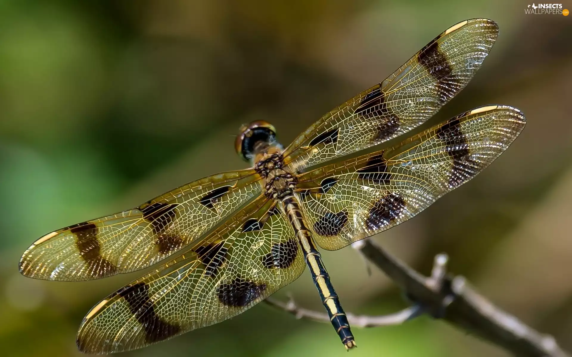 dragon-fly, twig