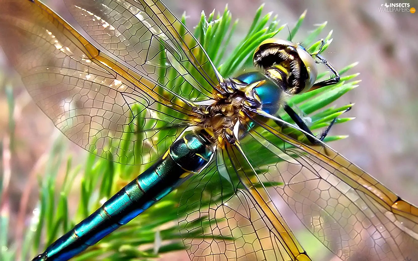 Christmas Tree, twig, dragon-fly, wings, Beauty