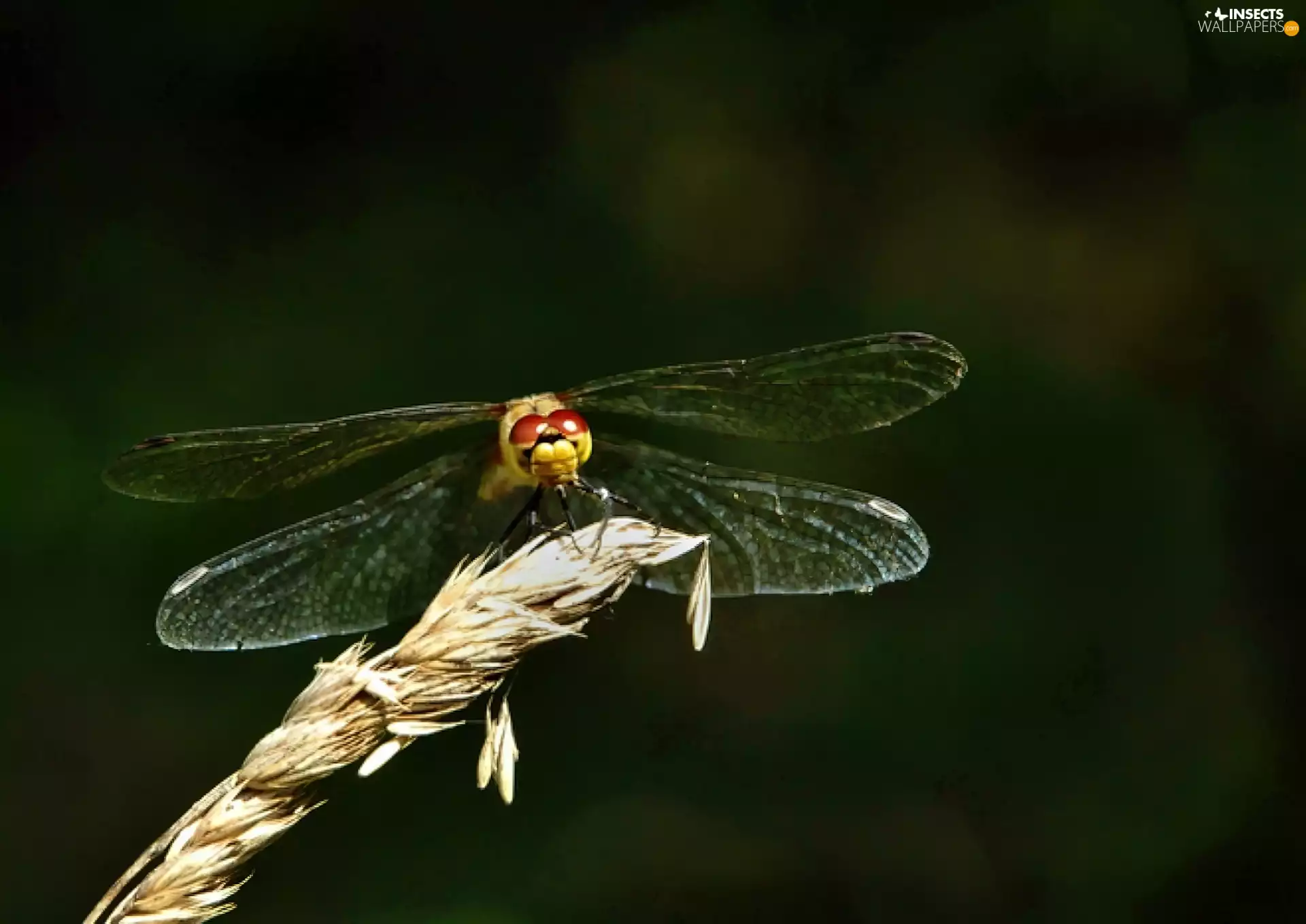 dragon-fly, wings