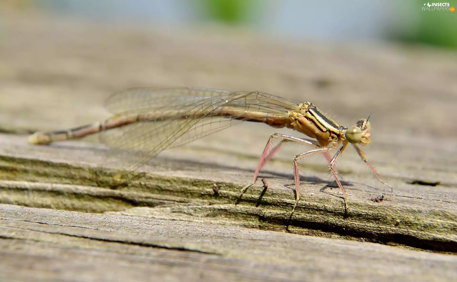 dragon-fly, Wood