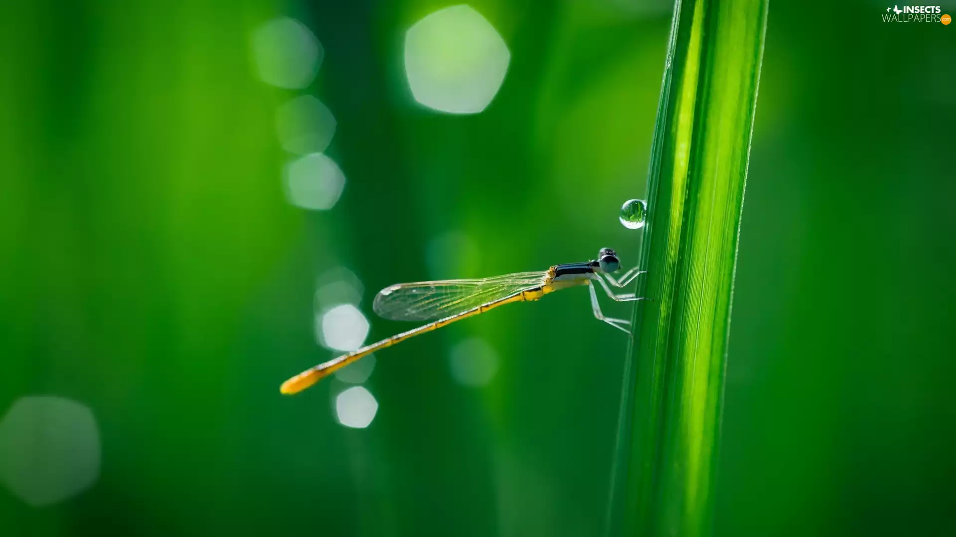 grass, dragon-fly, drop