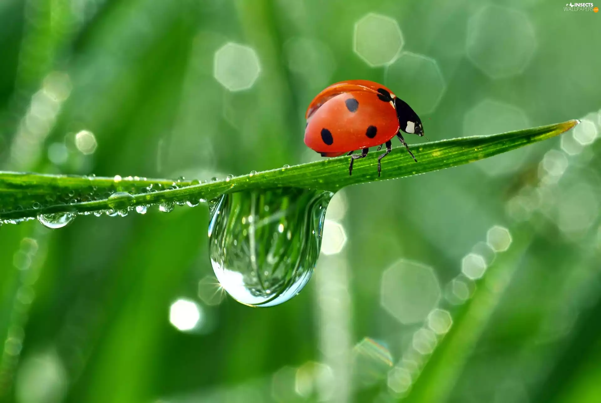 drop, grass, ladybird