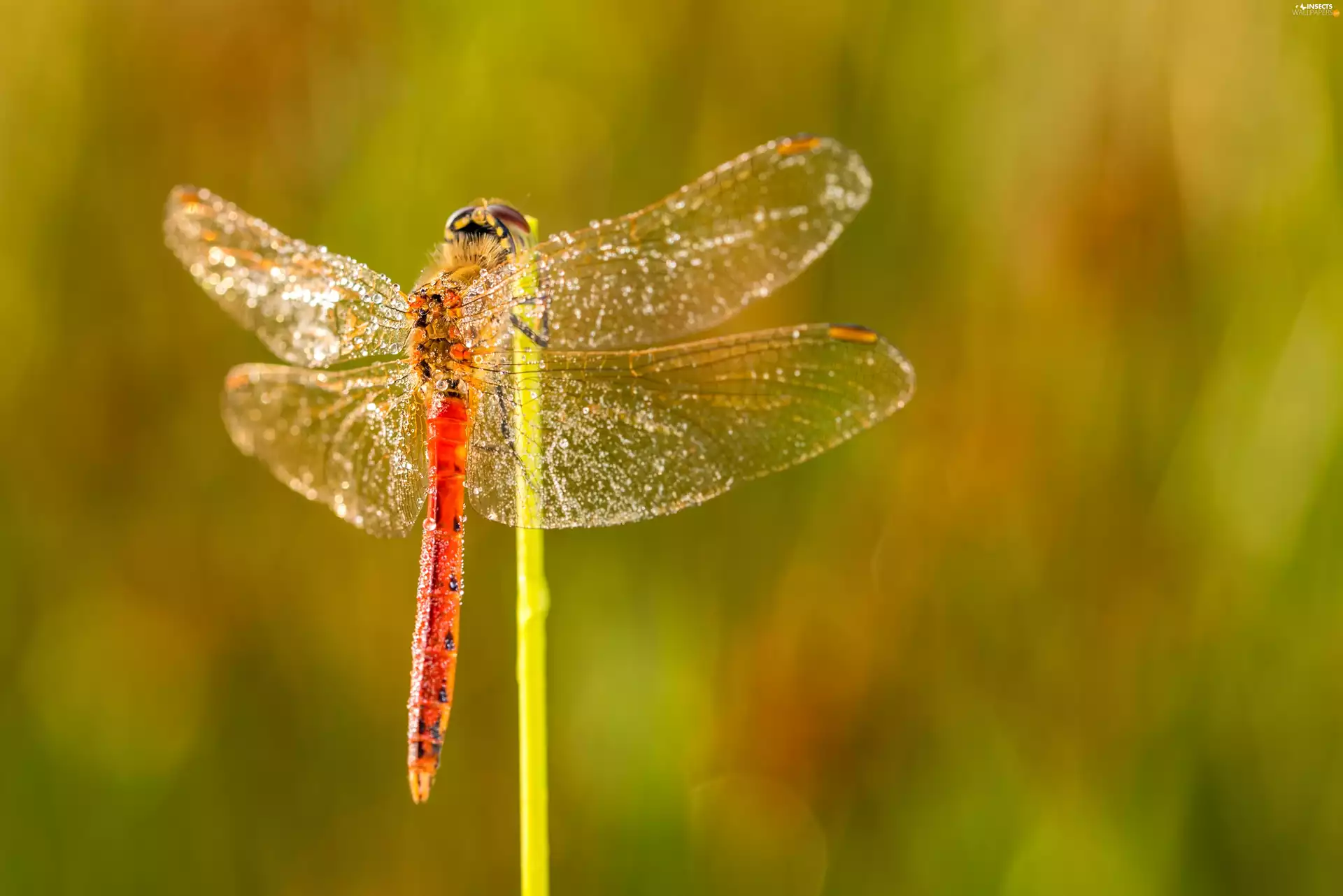 grass, dragon-fly, droplets, Close, wings, stalk