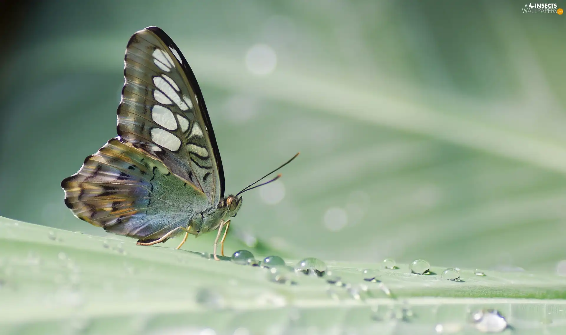 butterfly, drops