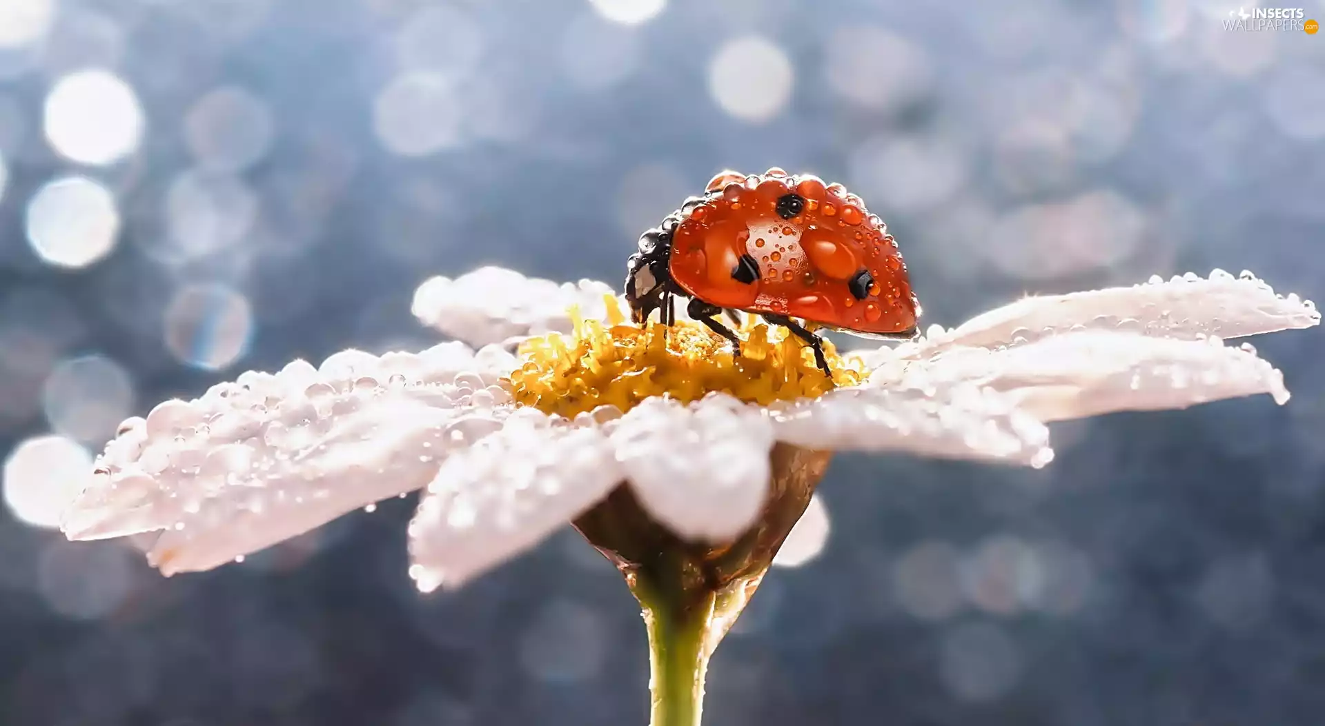 ladybird, drops, dew, Colourfull Flowers