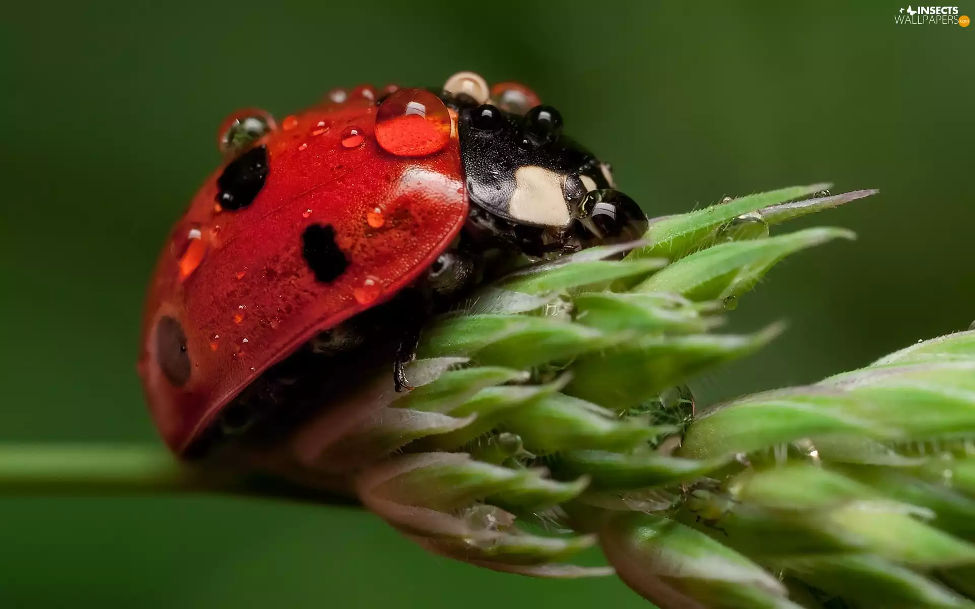 ladybird, water, Flower, drops