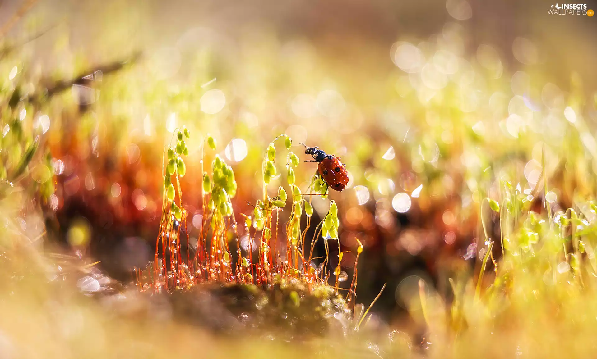 drops, Plants, ladybird