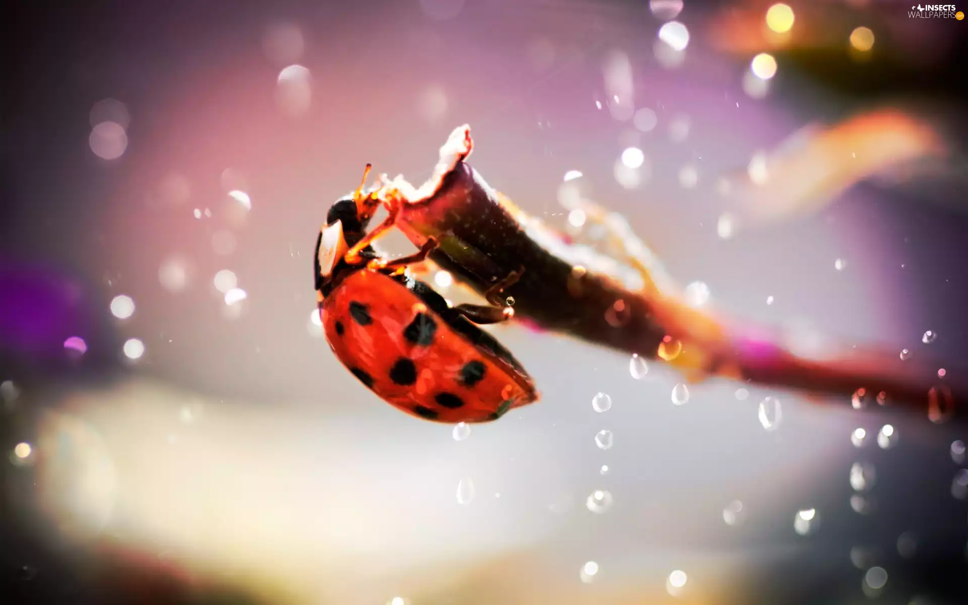 drops, stick, ladybird