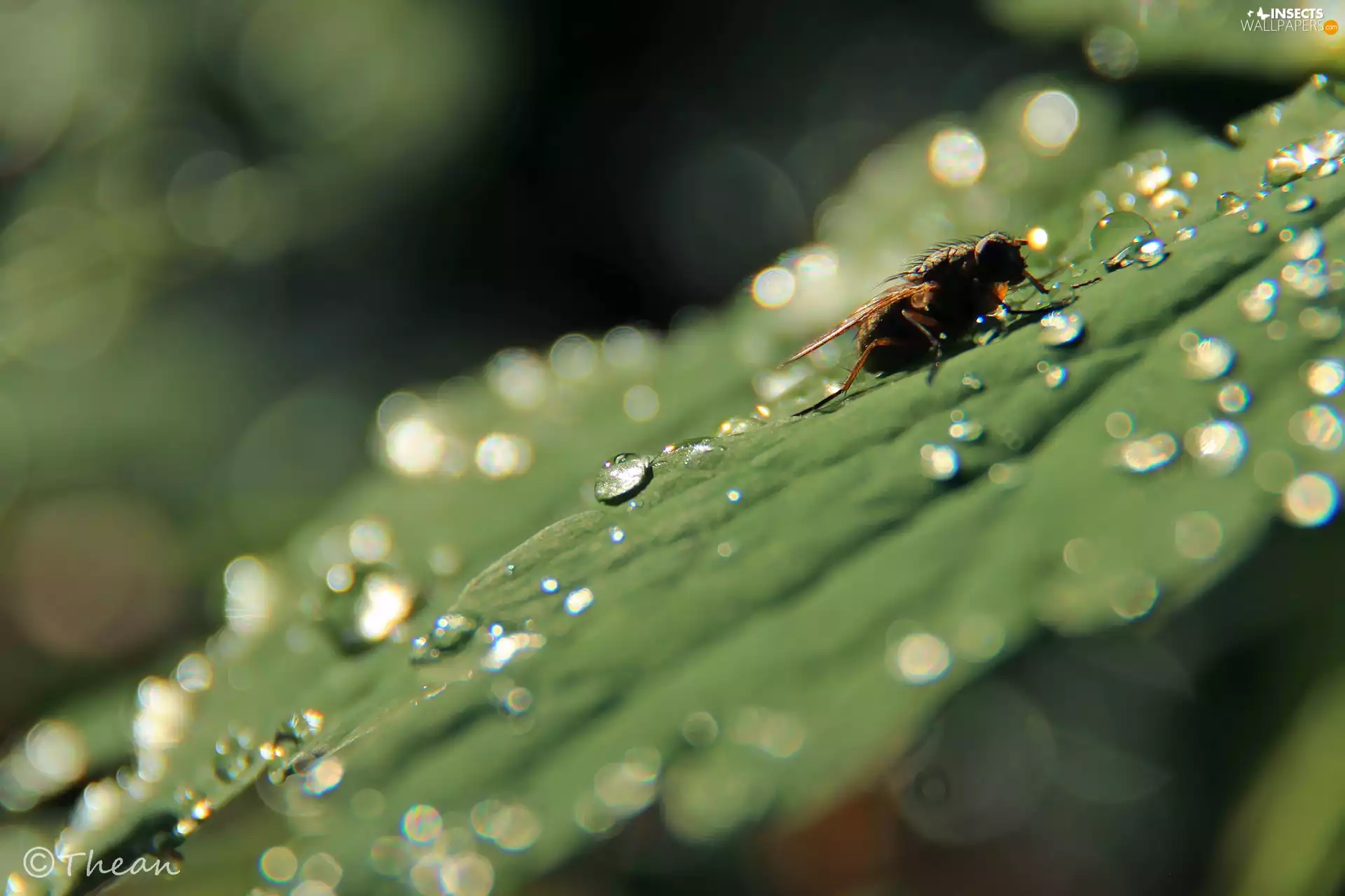 drops, fly, leaf
