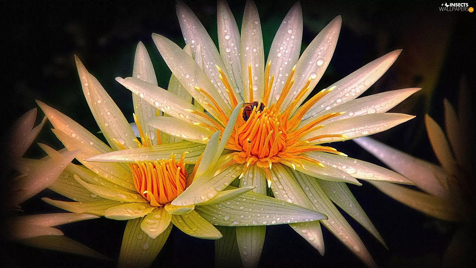 lilies, water, bee, drops