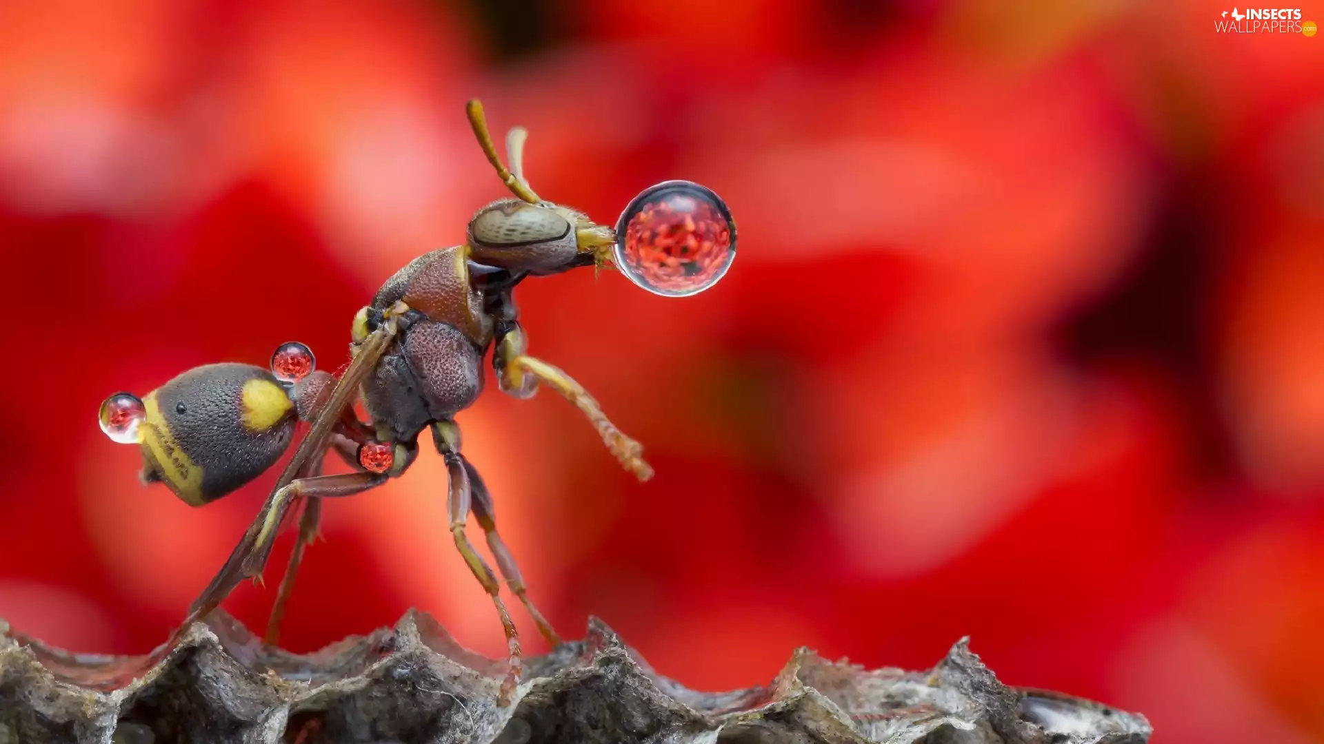 wasp, dew, Close, drops