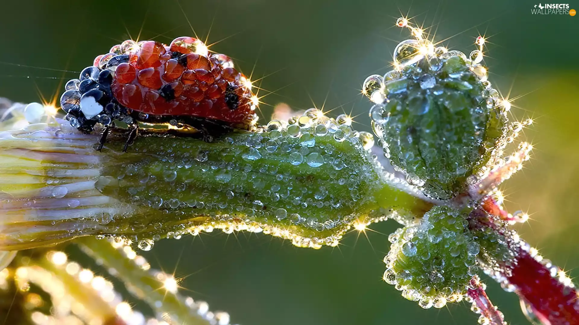 ladybird, drops, water, Colourfull Flowers