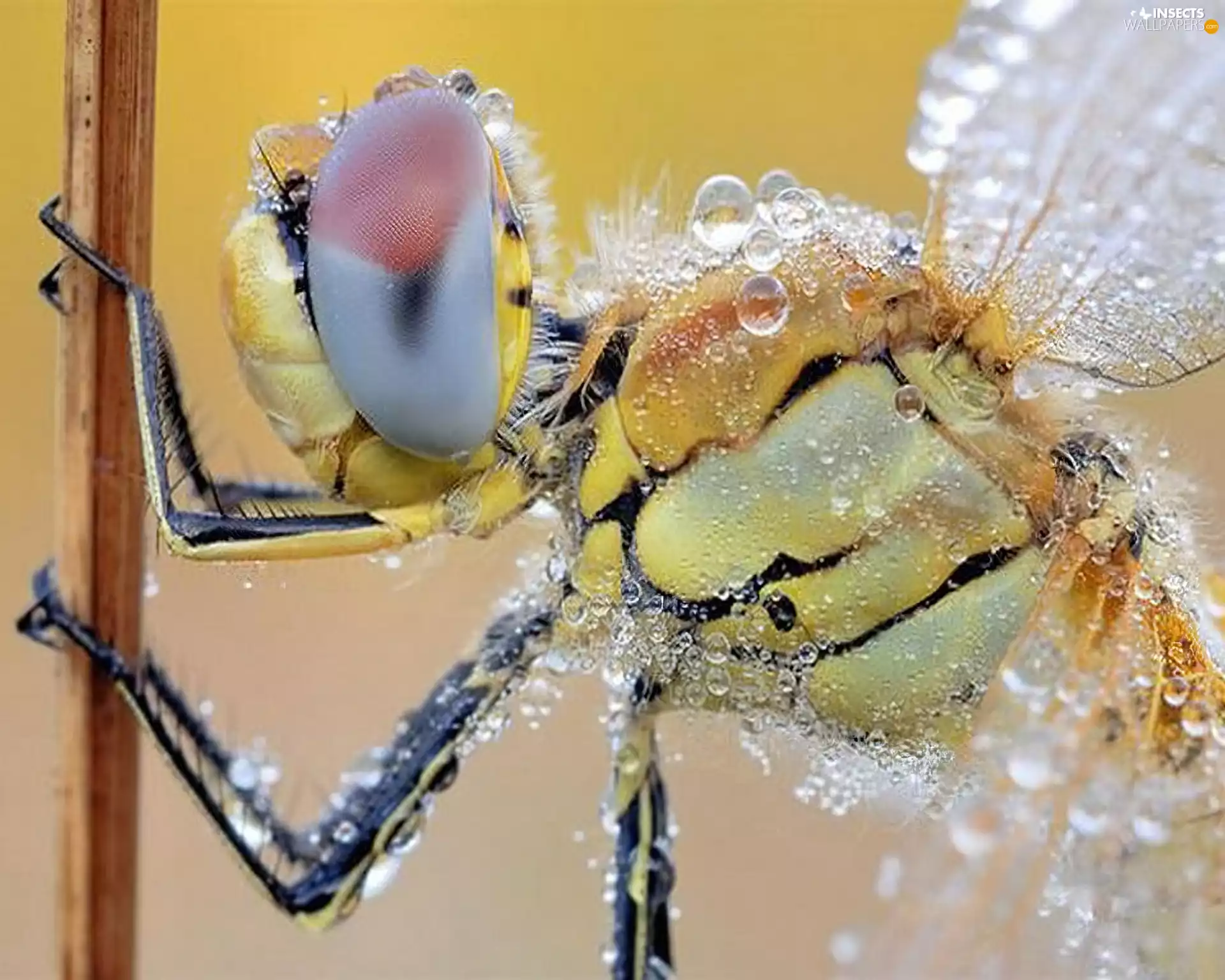 water, dragon-fly, drops