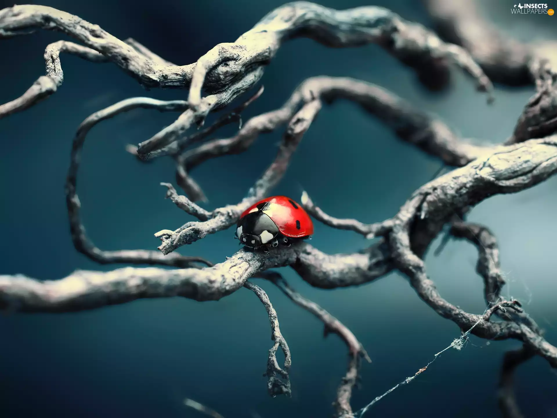 branch pics, ladybird, dry