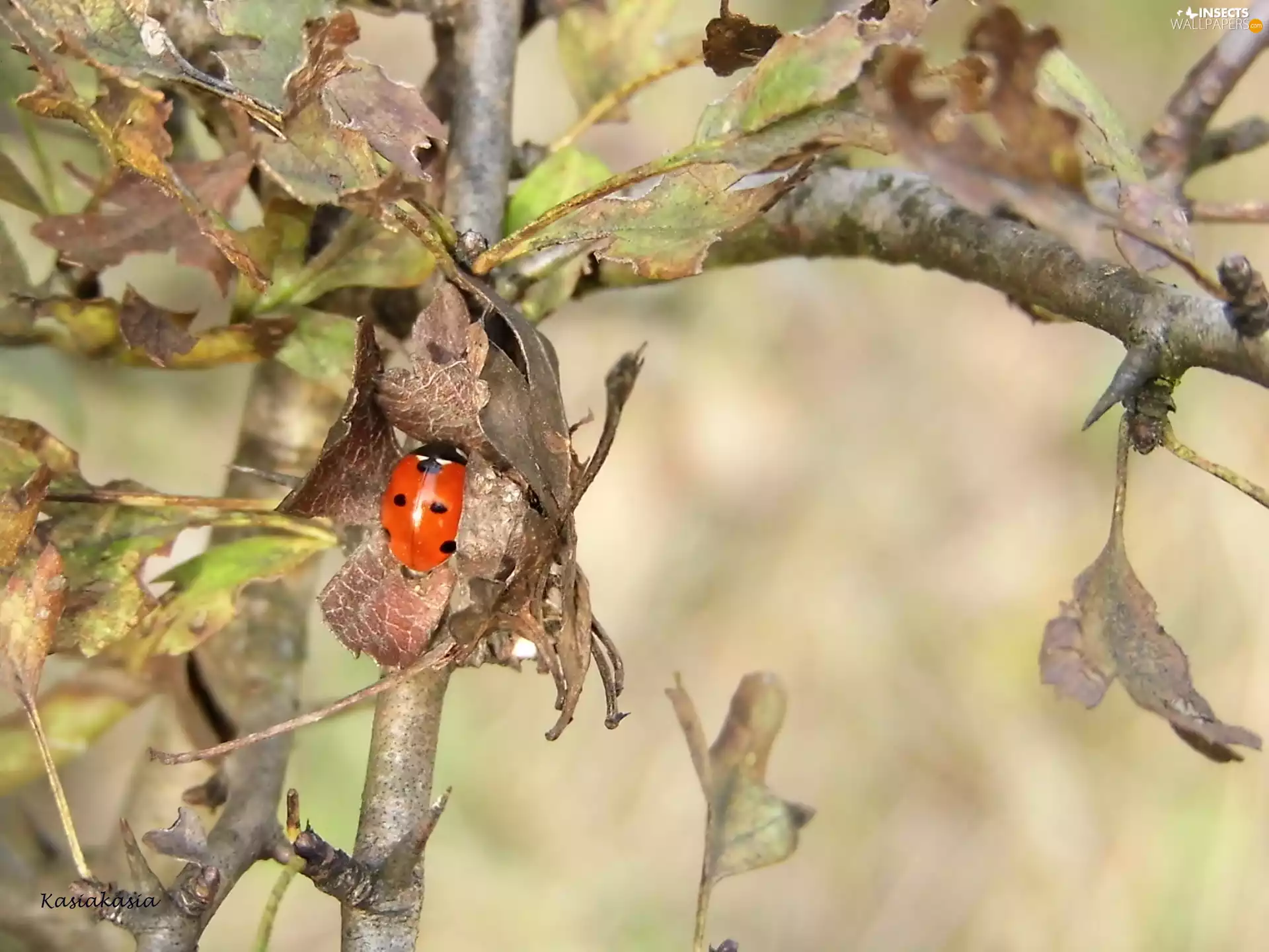 ladybird, Leaf, branch, dry