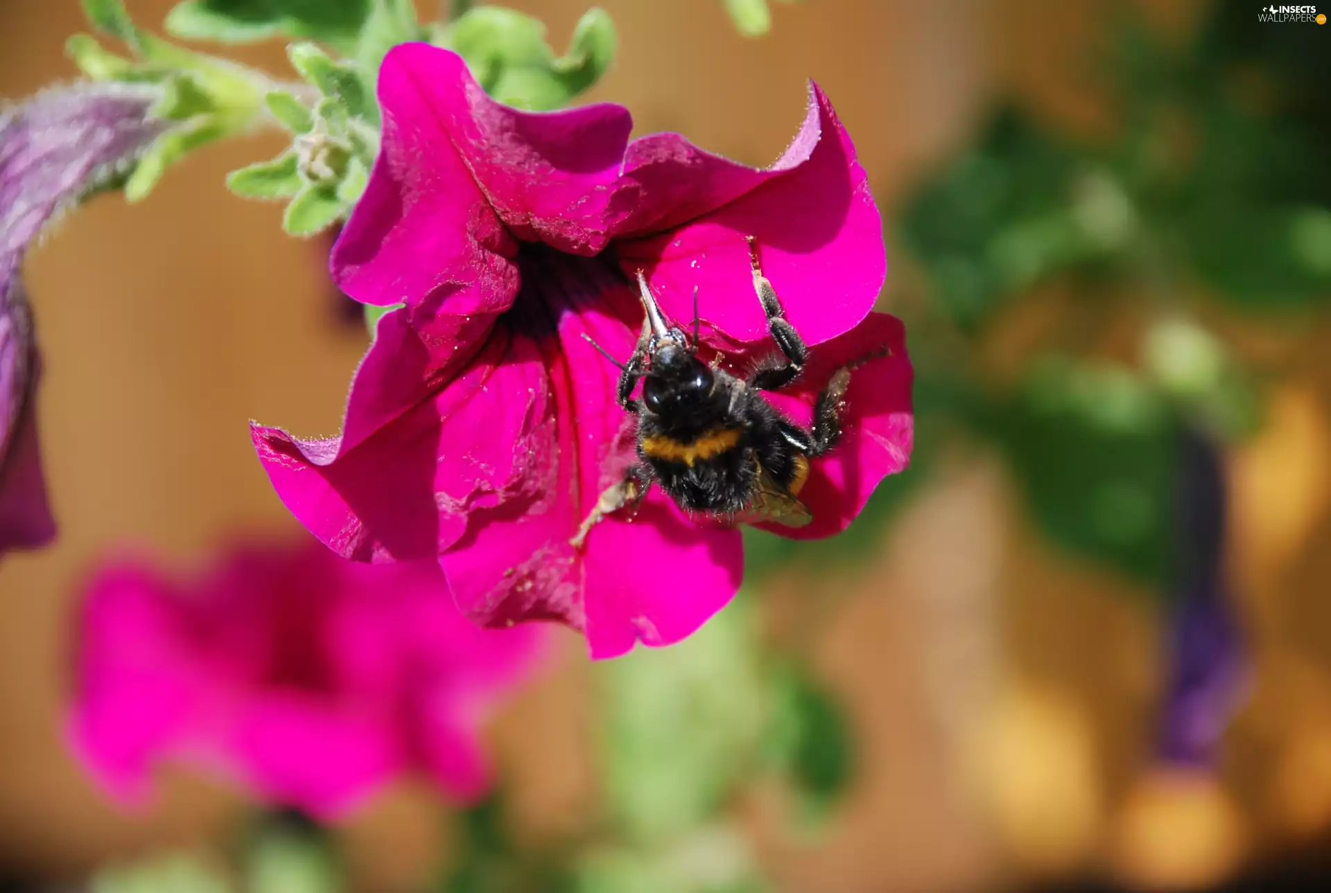 Colourfull Flowers, Insect, dumbledor