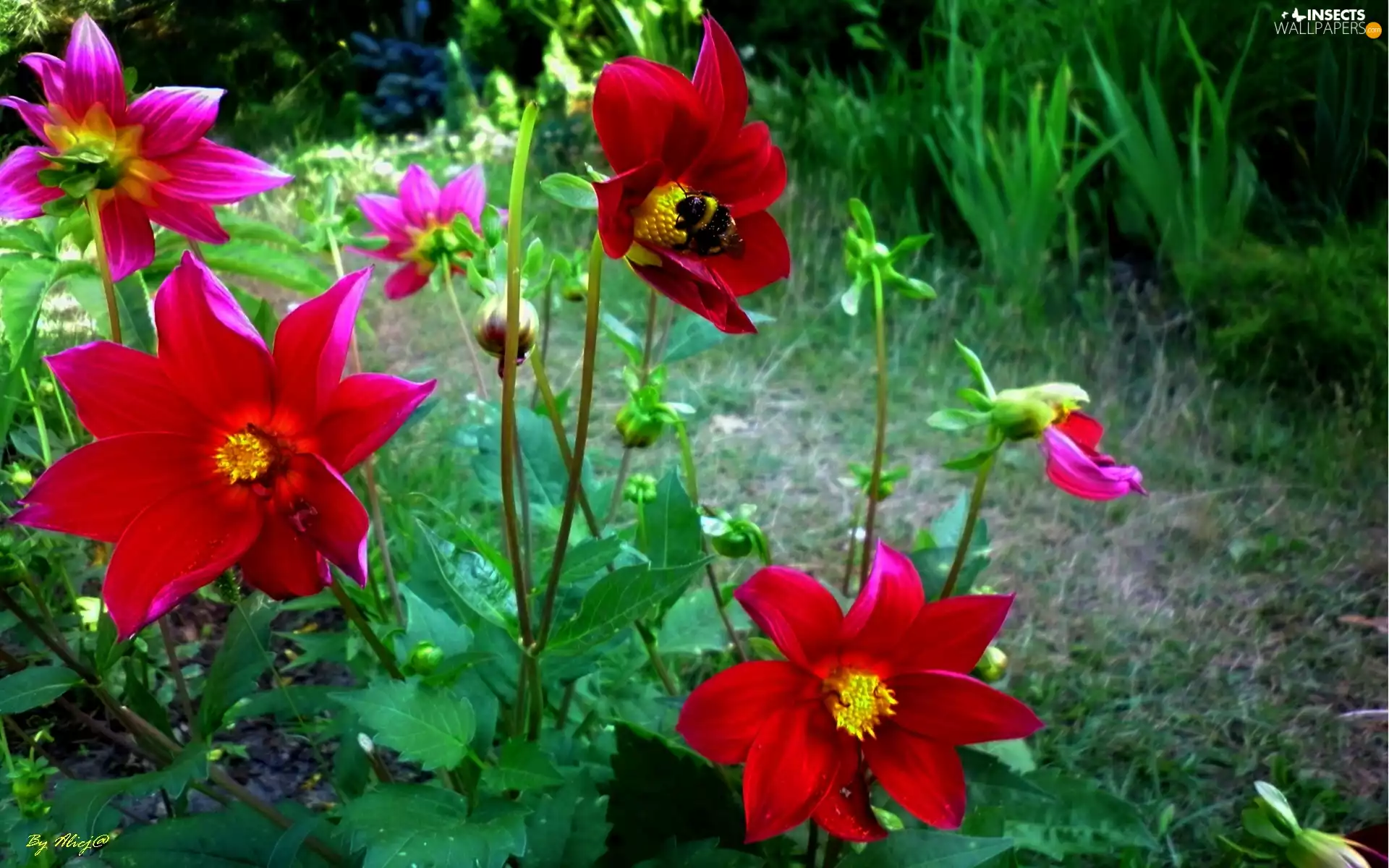 dumbledor, Red, dahlias