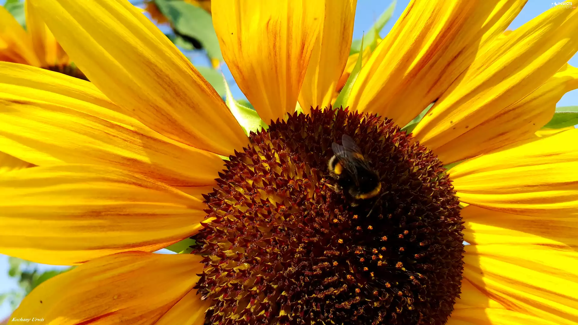 dumbledor, Sunflower, decorated