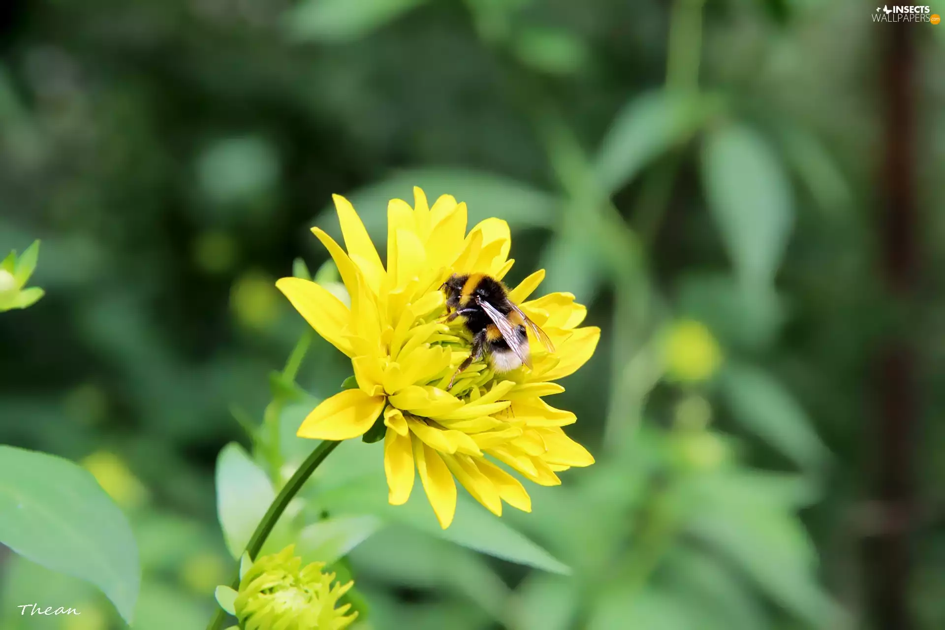 dumbledor, Yellow, Flower