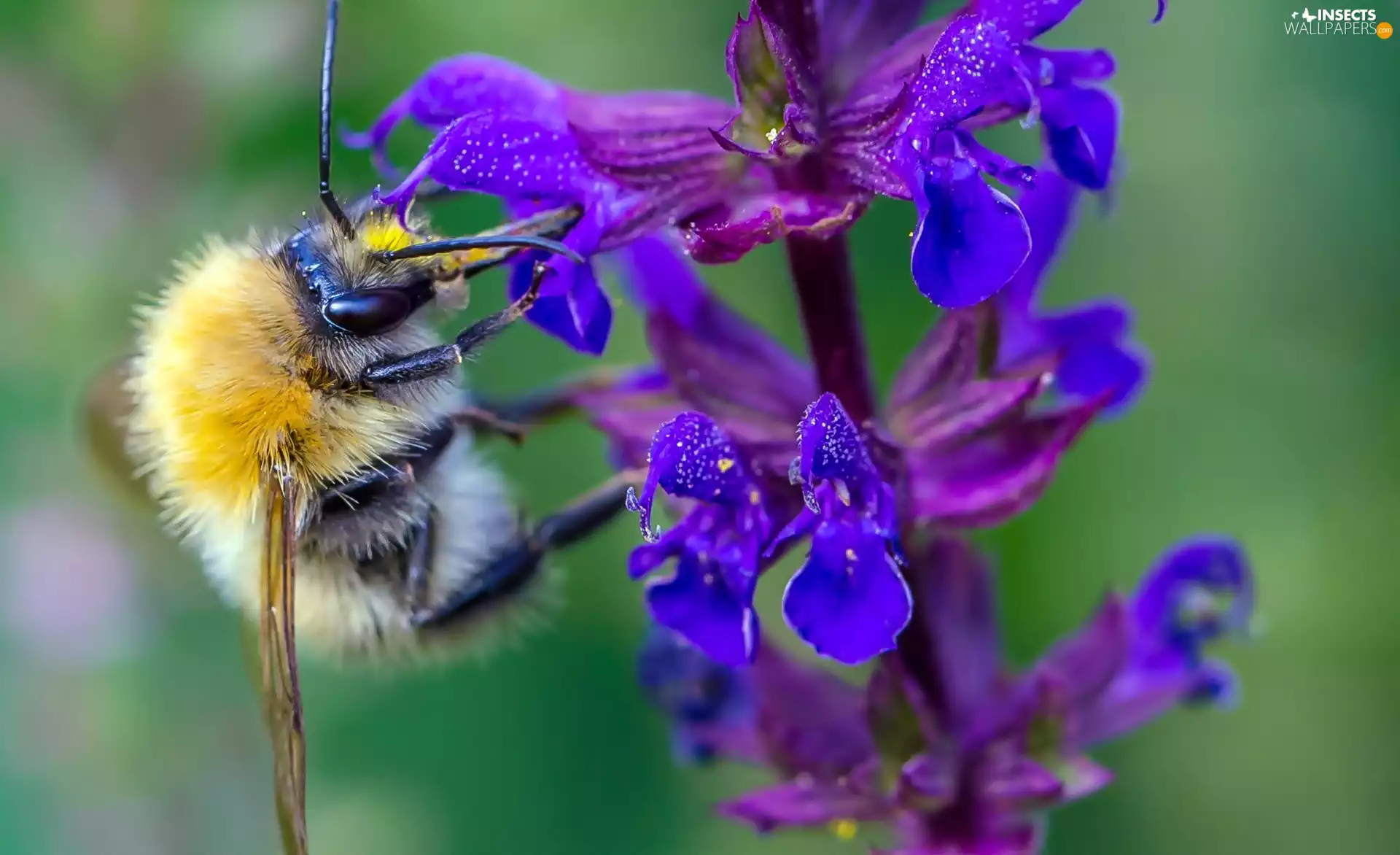 dumbledor, Colourfull Flowers