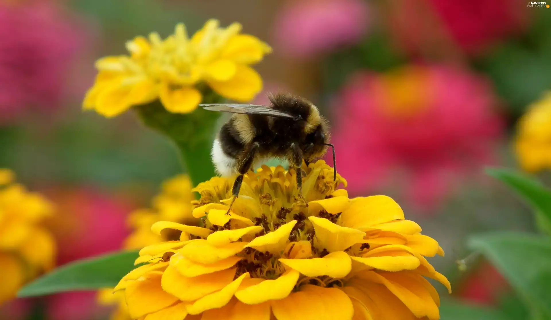 dumbledor, Colourfull Flowers