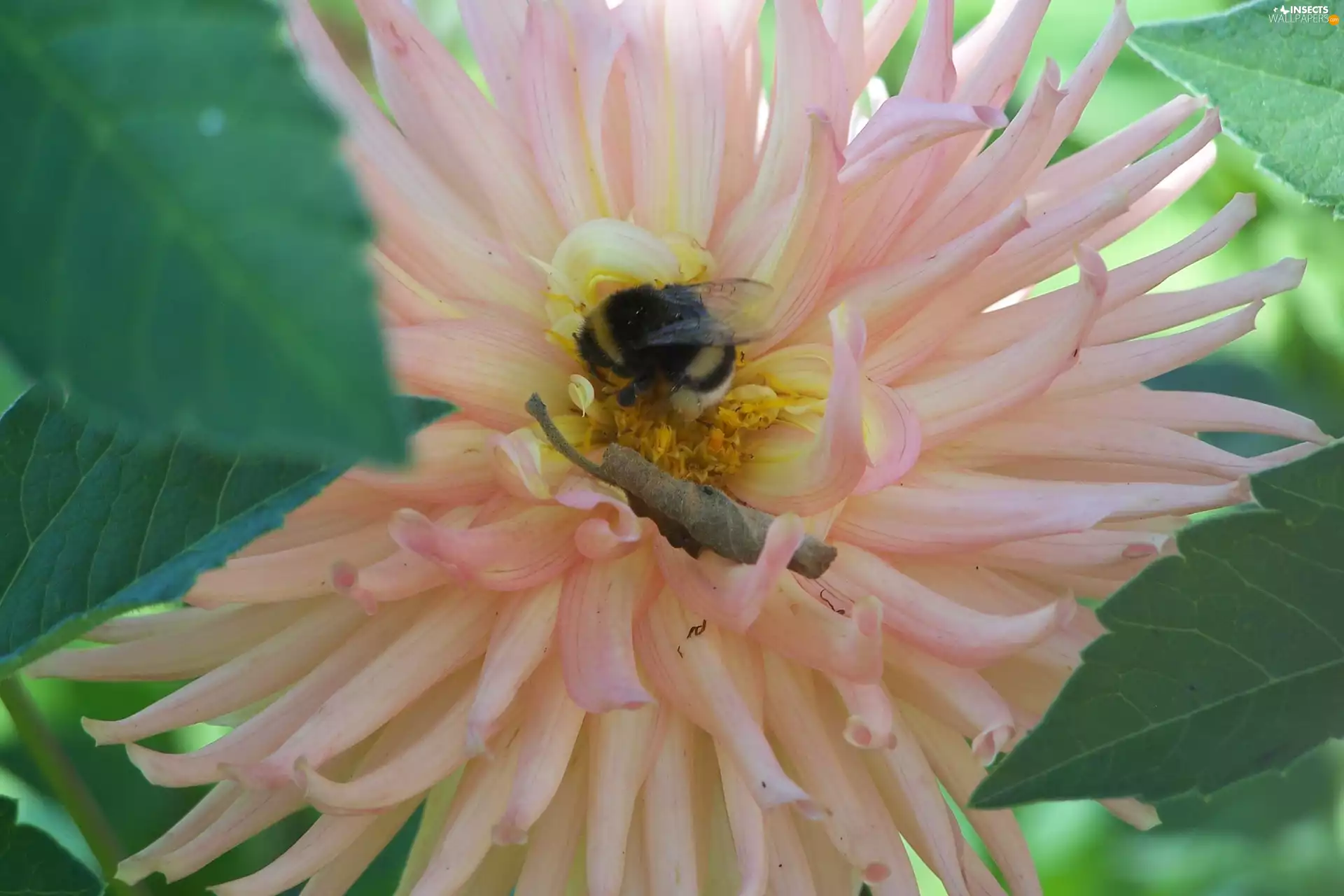 dumbledor, Colourfull Flowers