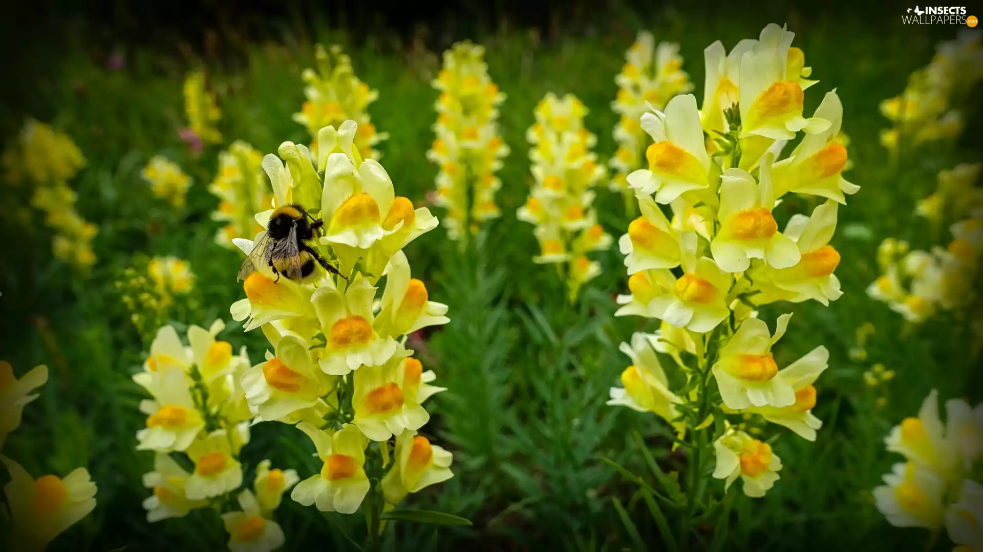 Snapdragon, dumbledor, Flowers, Snapdragon, Yellow
