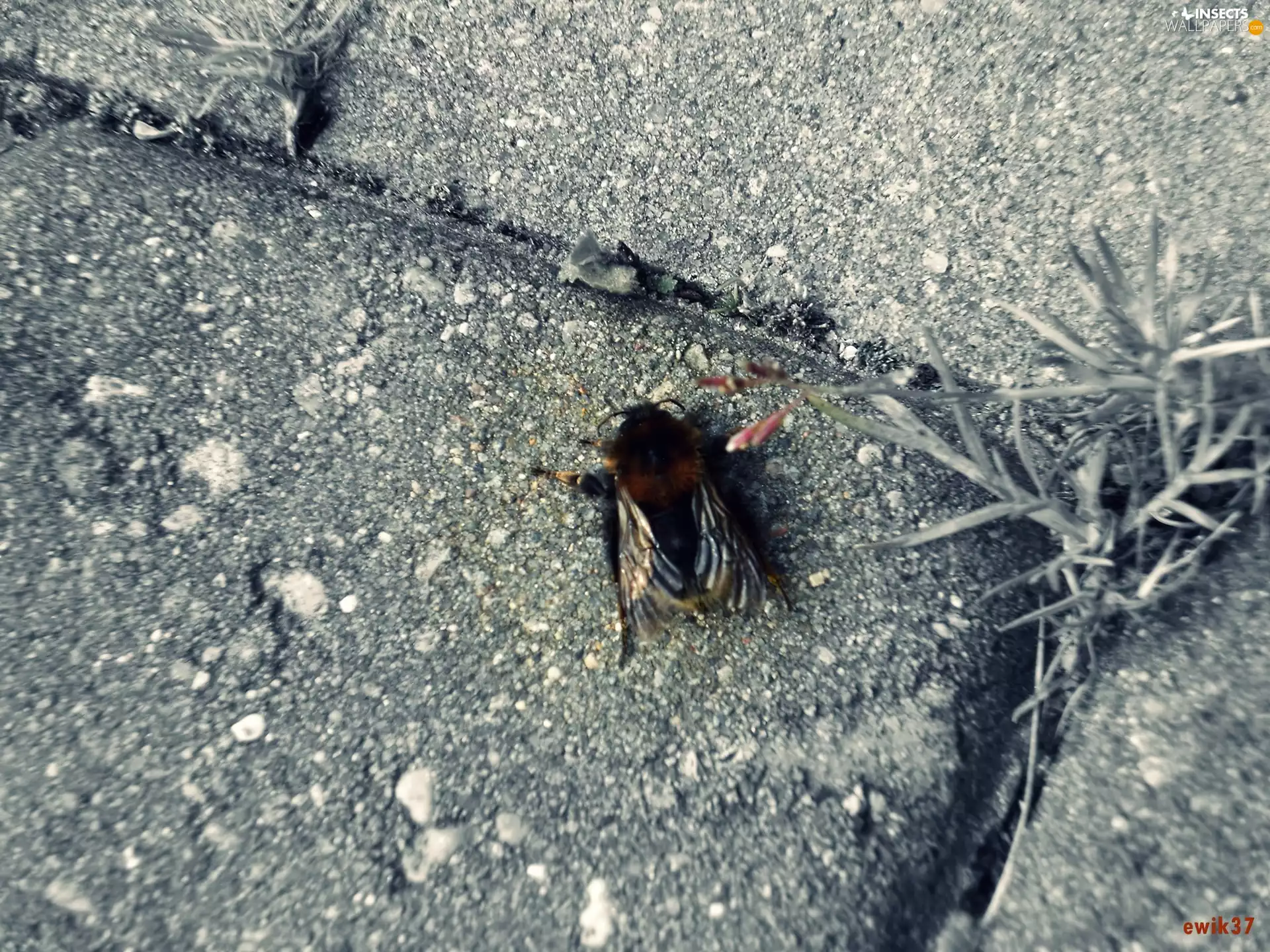 Insect, Gray, brick, dumbledor