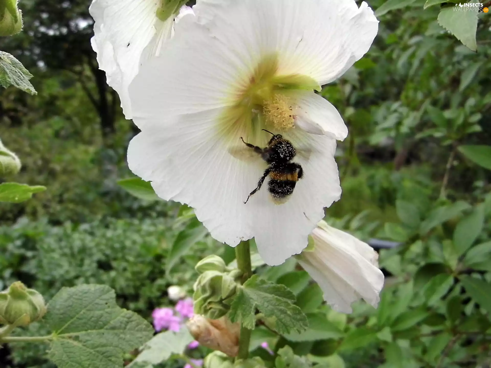 dumbledor, White, mallow