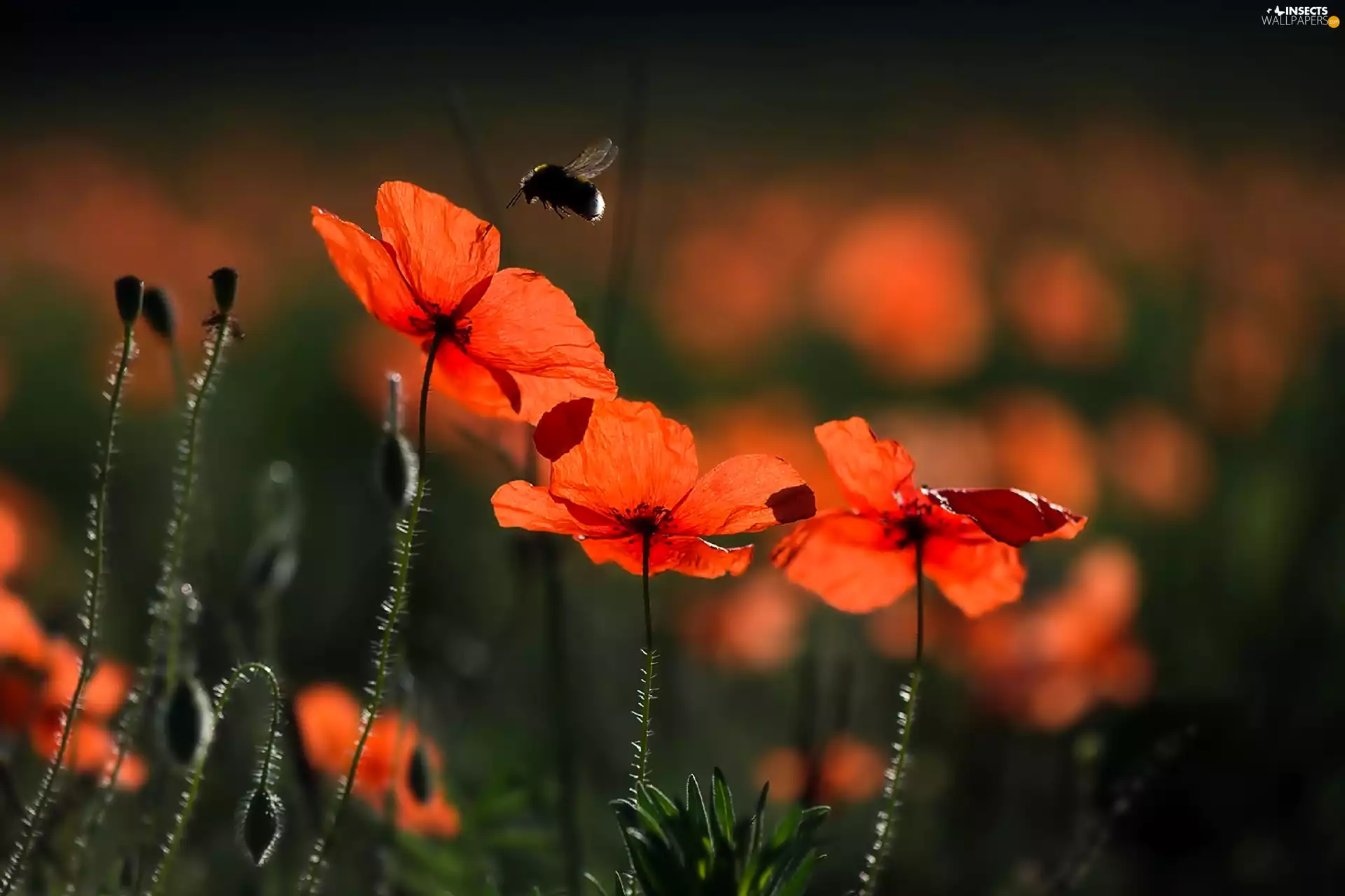 dumbledor, Red, papavers