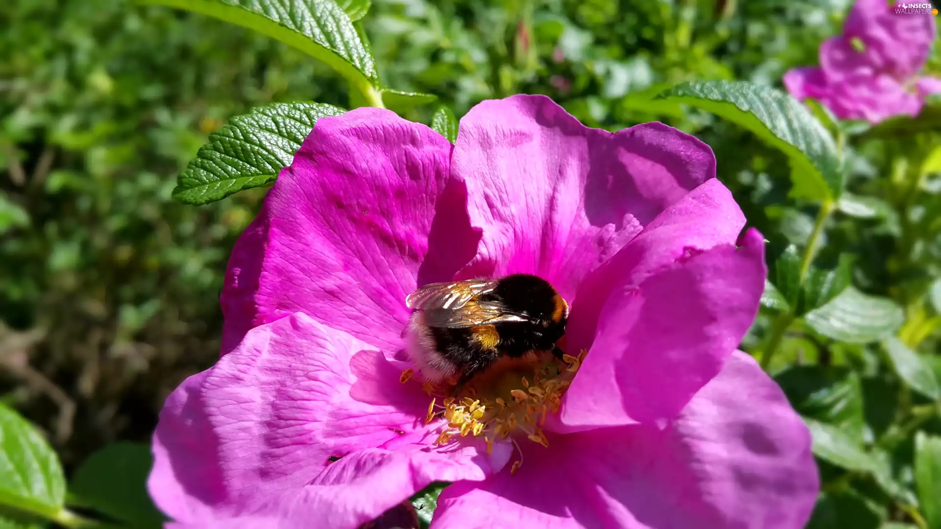 dumbledor, Purple, rose