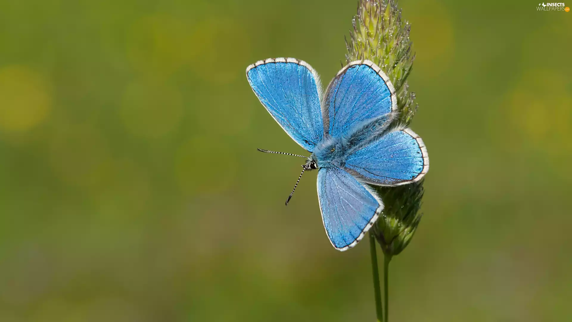 grass, Green Background, Dusky Icarus, stalk, butterfly