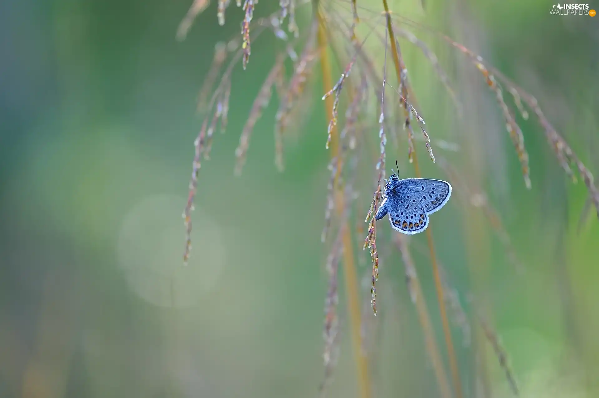 blades, grass, butterfly, Dusky Icarus, blue