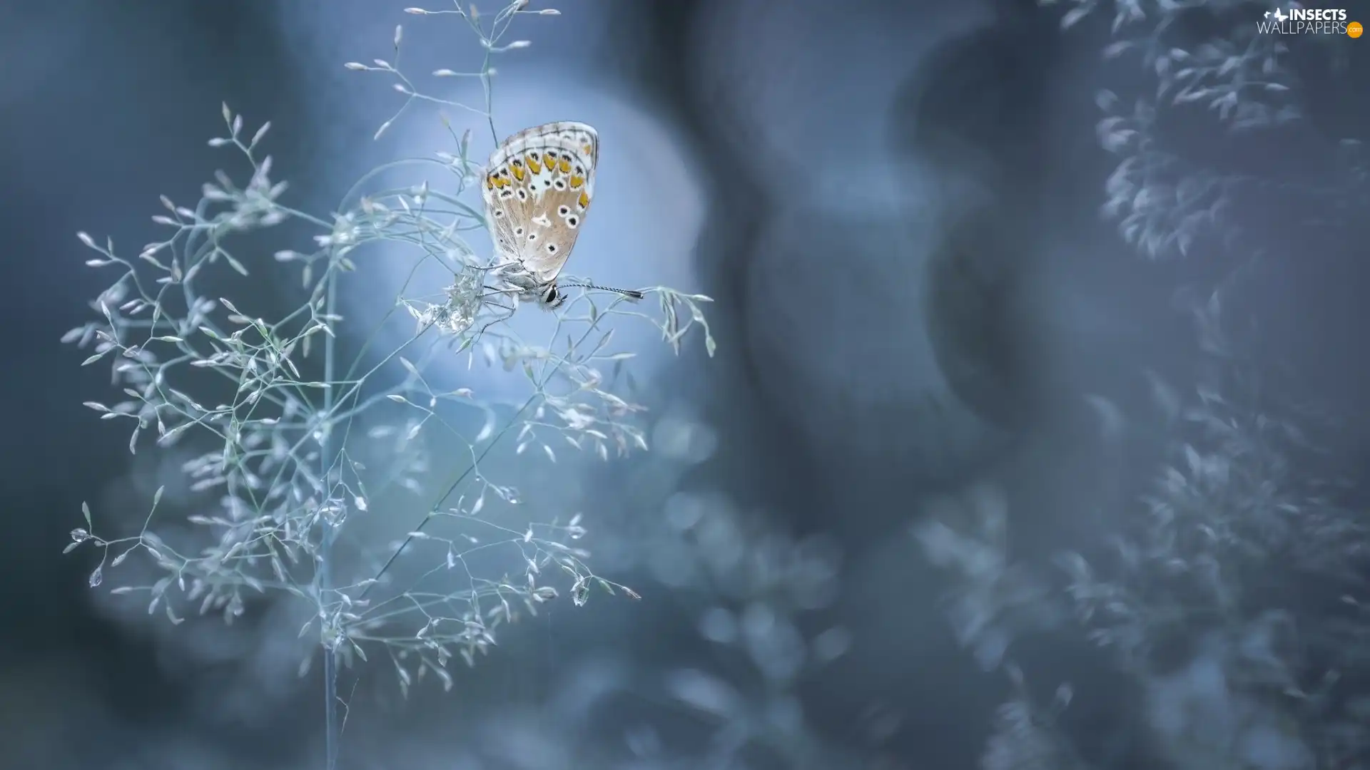 Dusky Icarus, Bokeh, grass, butterfly, stalk