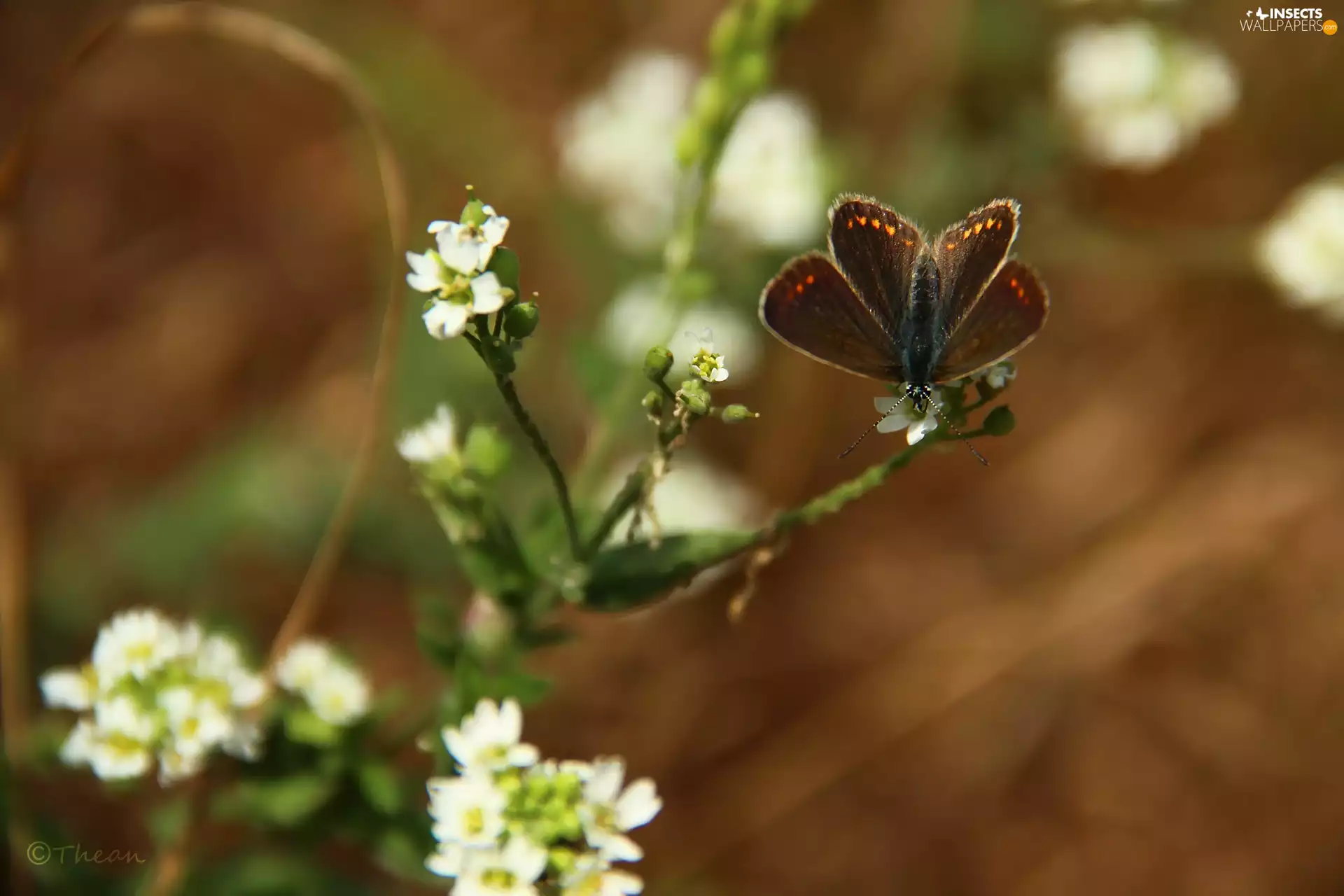 butterfly, White, Flowers, Dusky