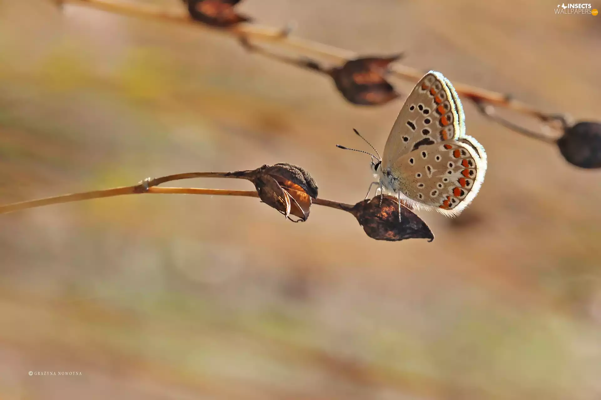 butterfly, Insect, plant, Dusky