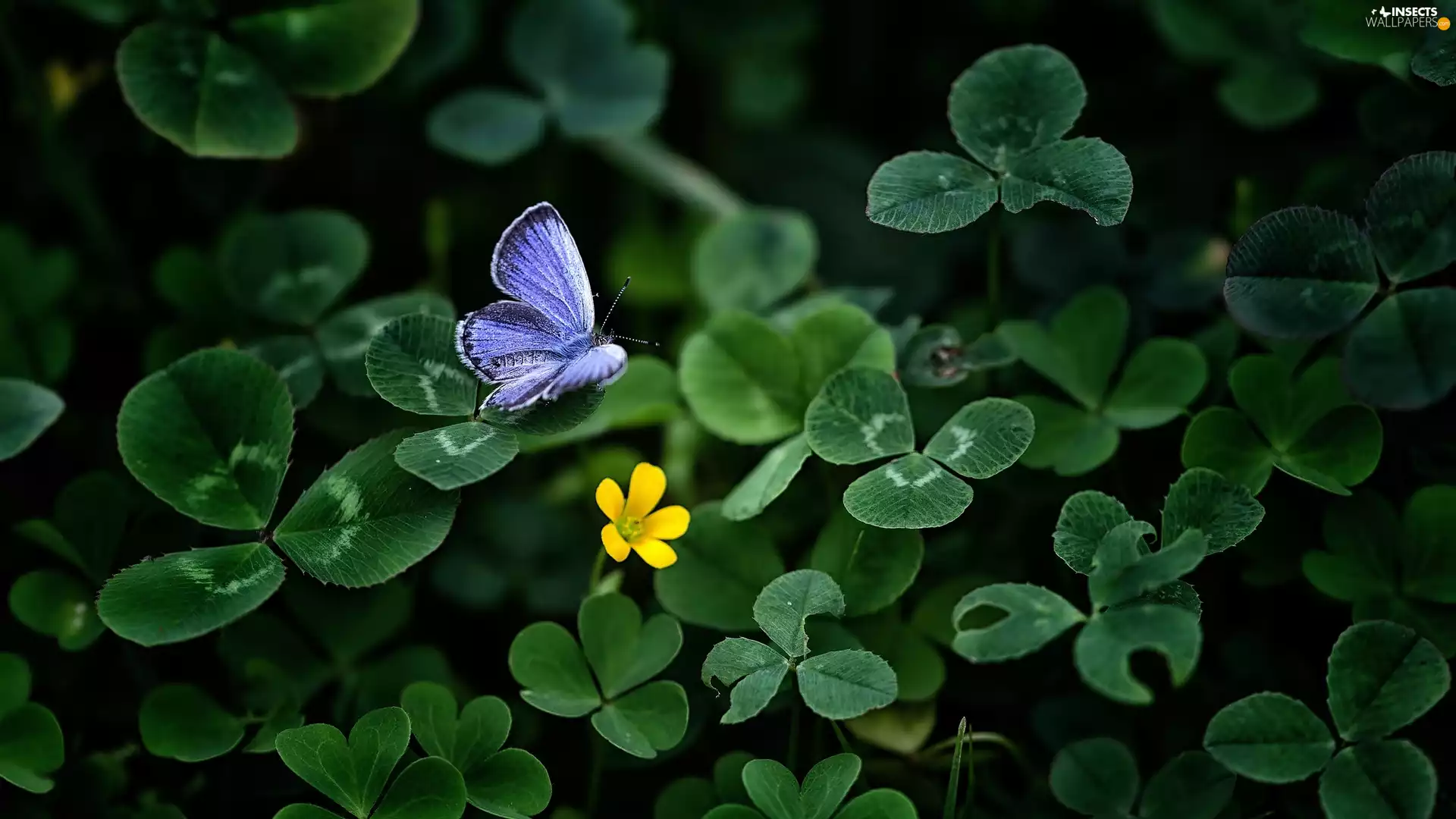 Dusky, trefoil, butterfly