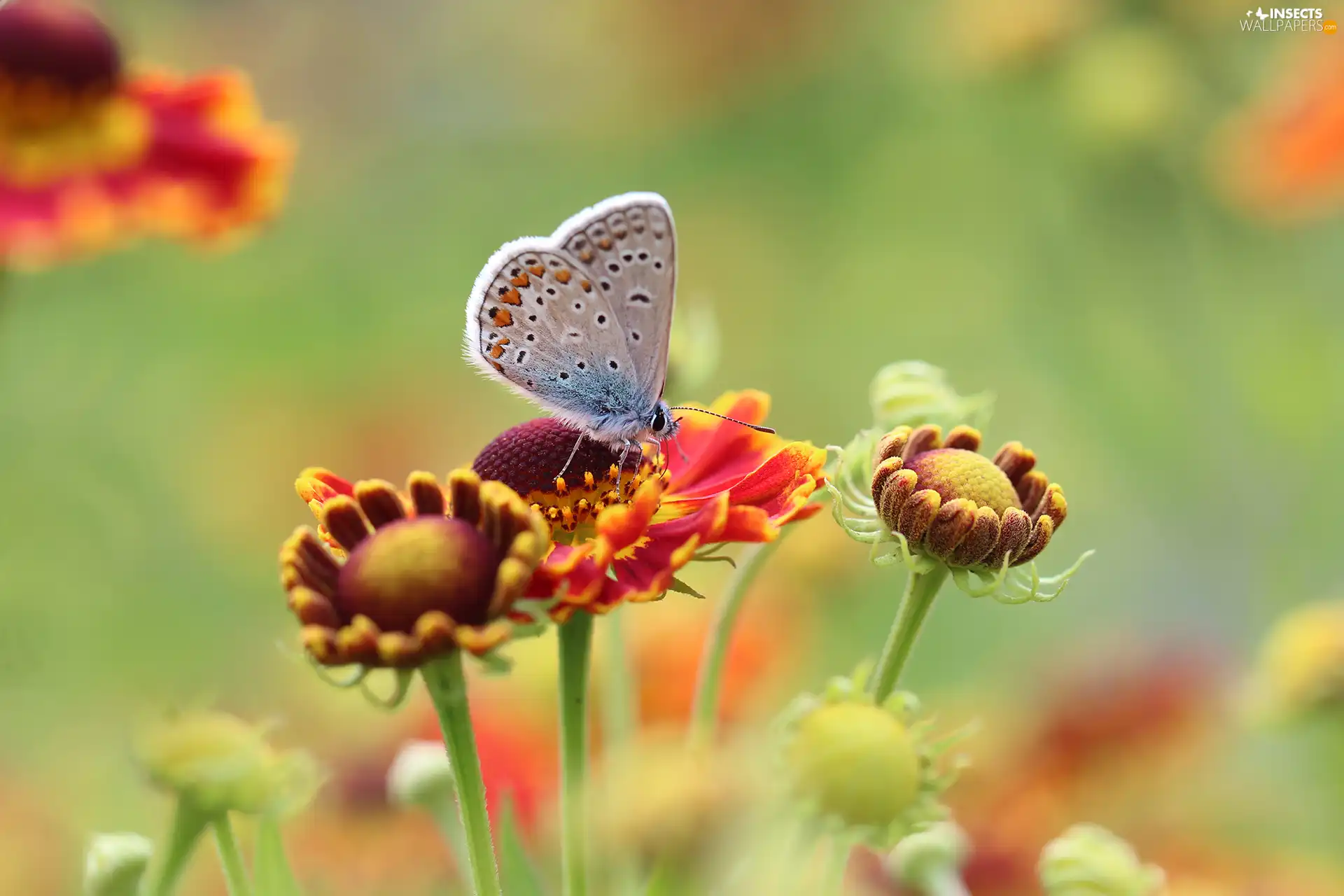 butterfly, Insect, Flowers, Dusky Icarus, Helenium Hybridum