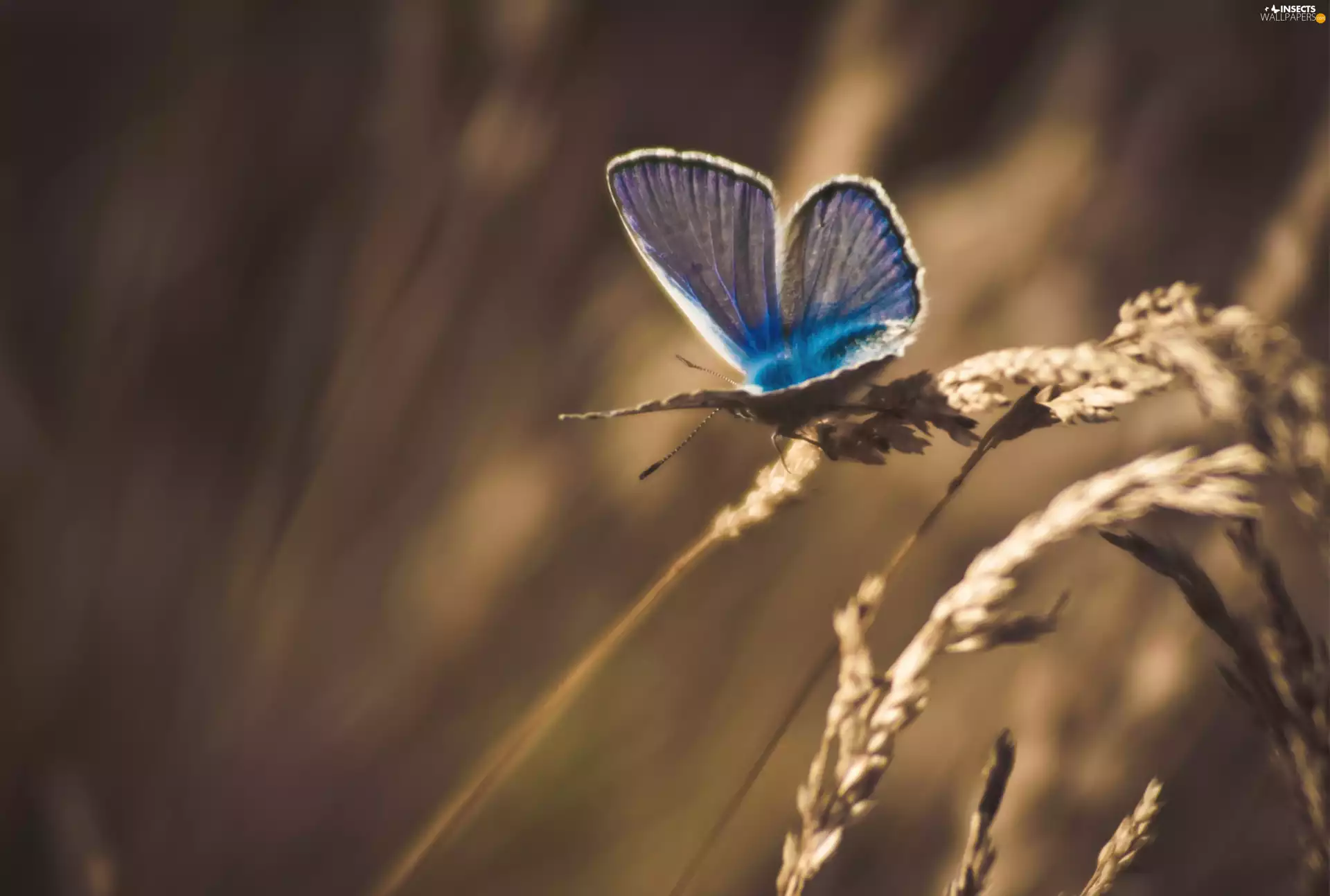 butterfly, Dusky, grass, blue, blades