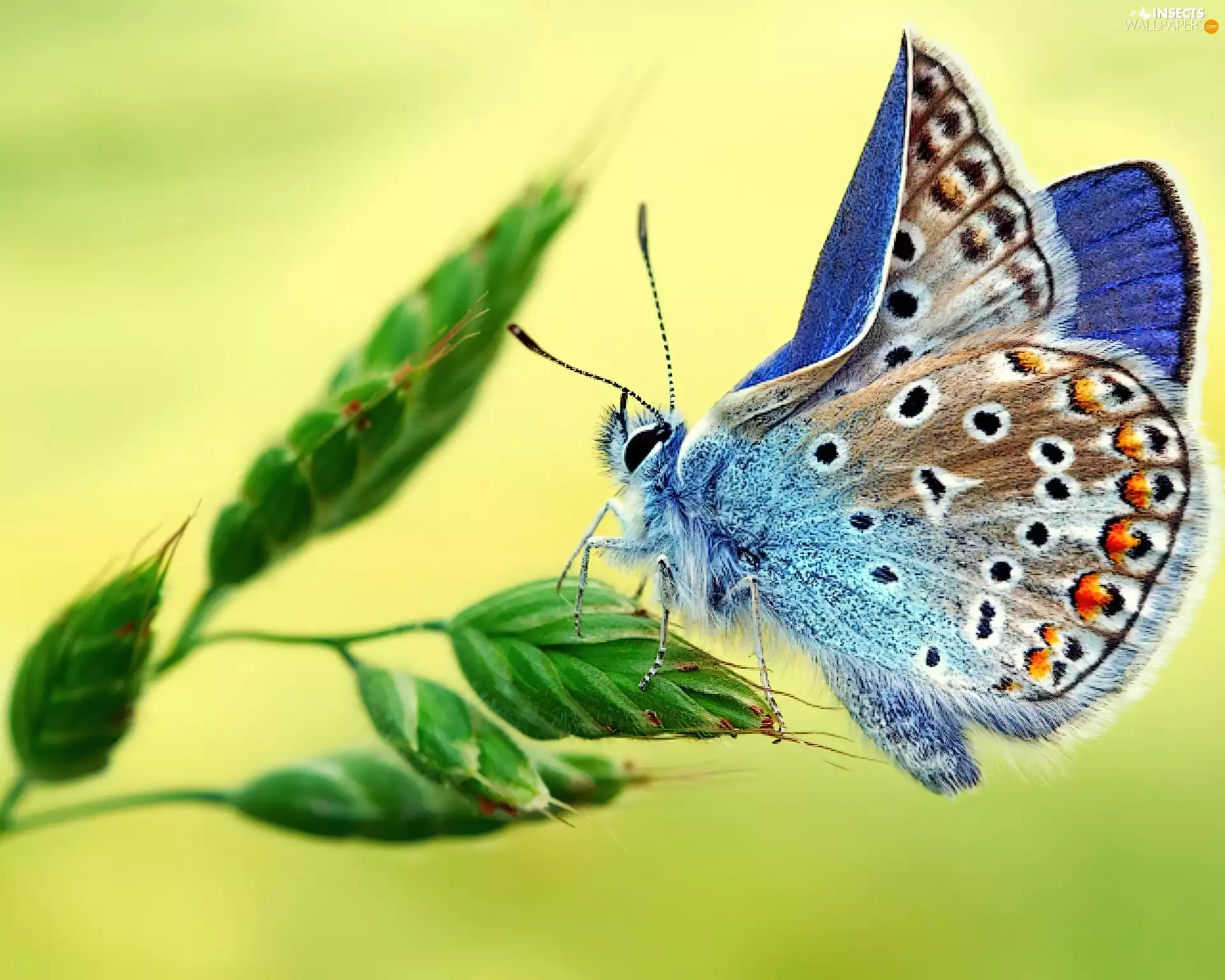 color, Dusky Icarus, grass, butterfly