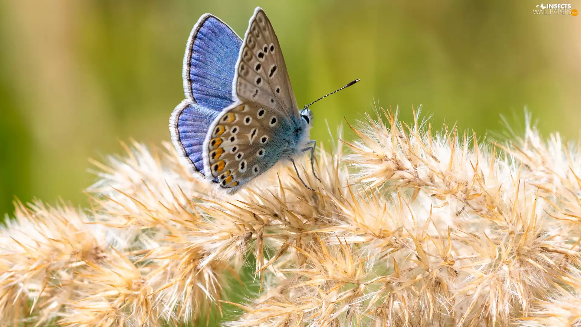 blue, Dusky Icarus, plant, butterfly