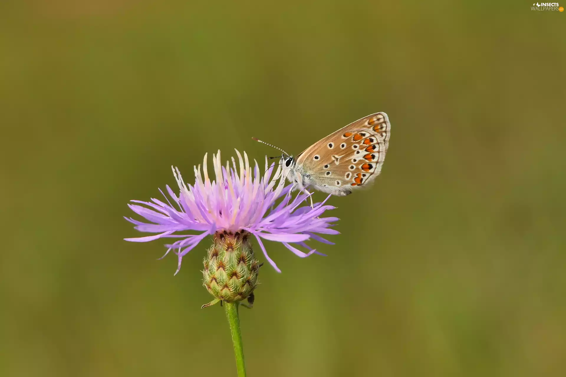 Chaber, Dusky Icarus, Colourfull Flowers