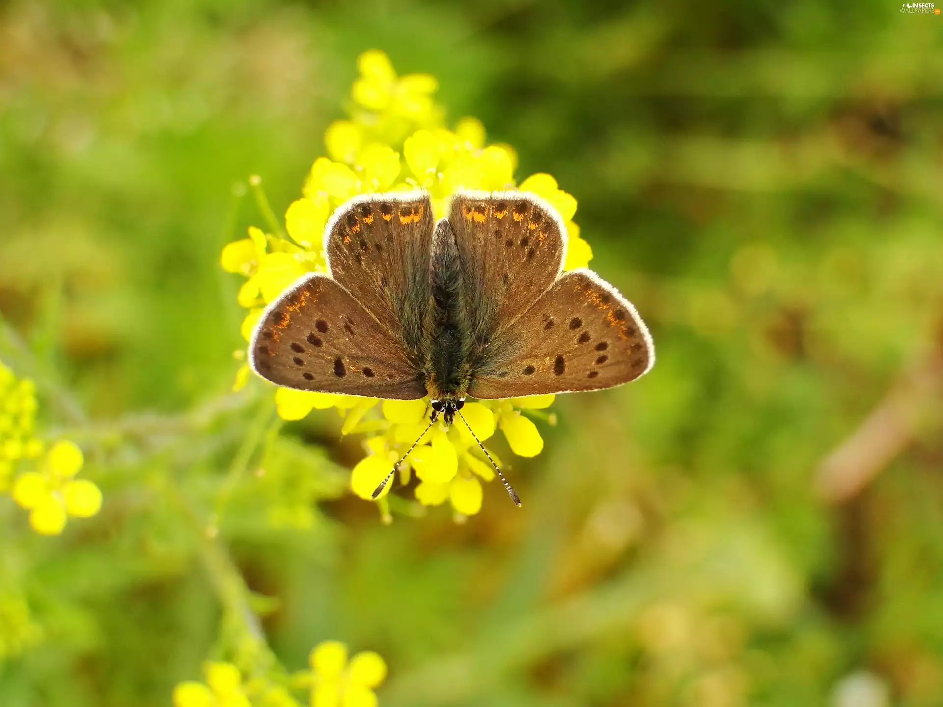 Lycaena Tityrus, butterfly, Dusky