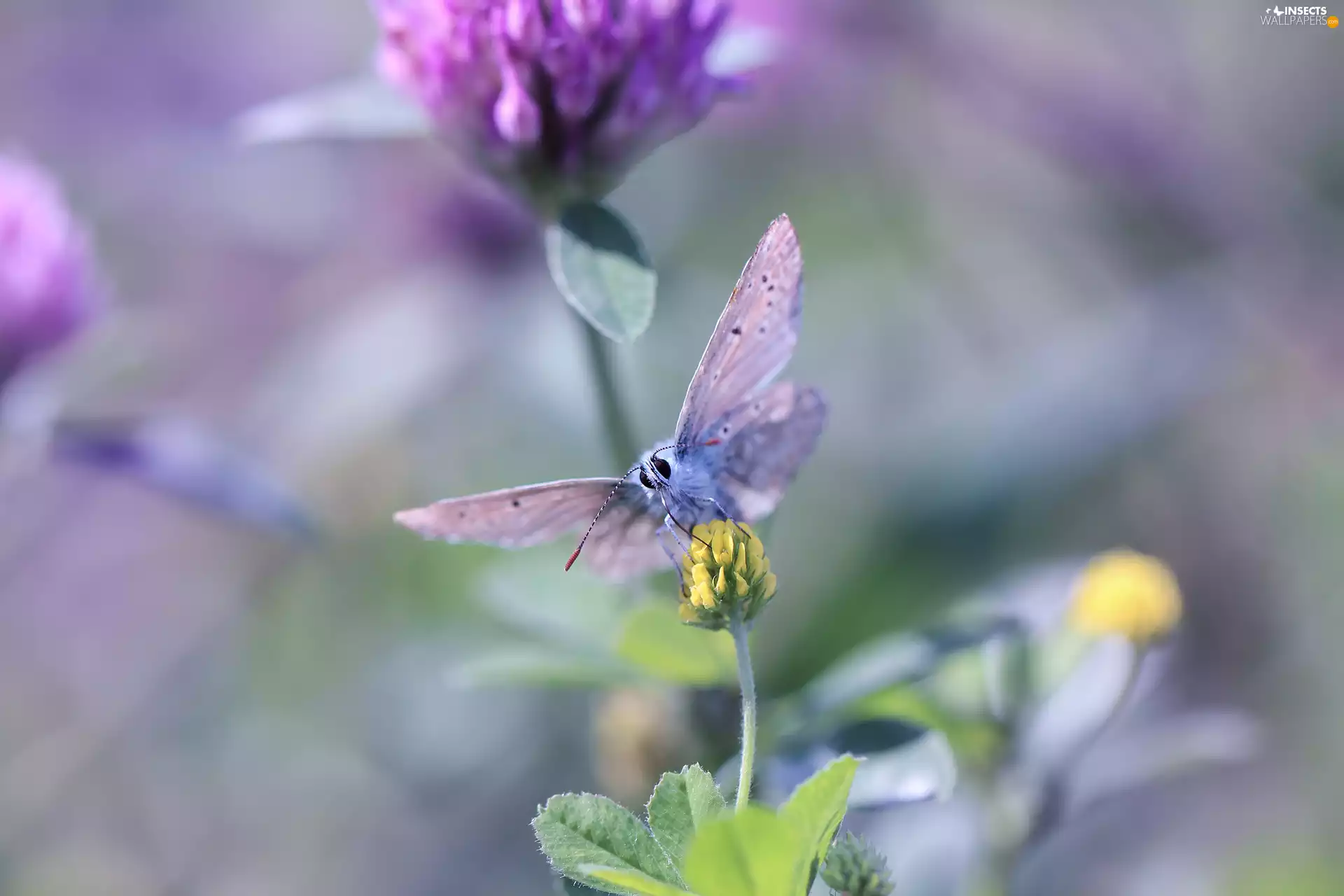 Insect, butterfly, Yellow, Colourfull Flowers, Black Medick, Dusky