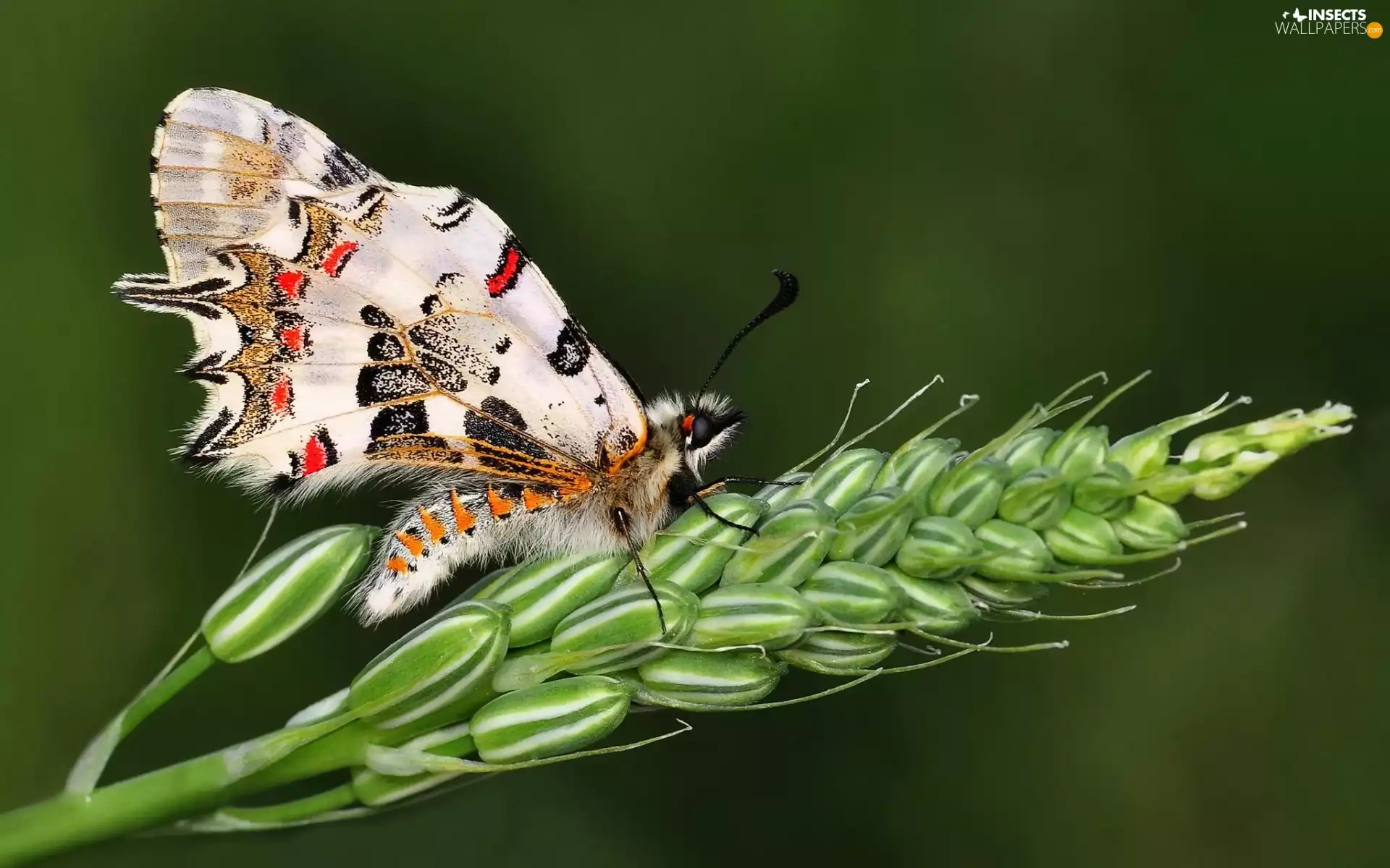 butterfly, cereals, Close, ear