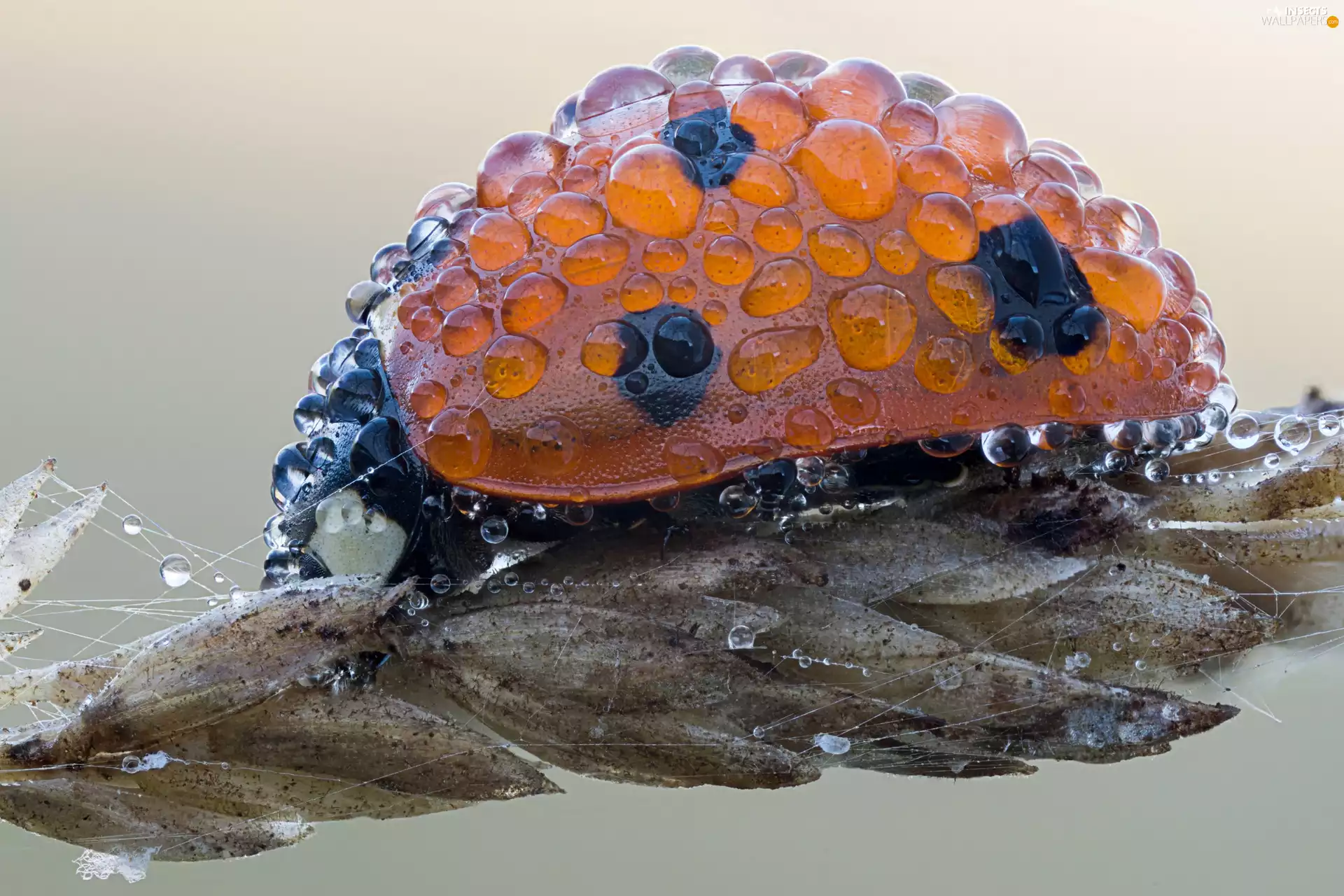 ear, ladybird, drops