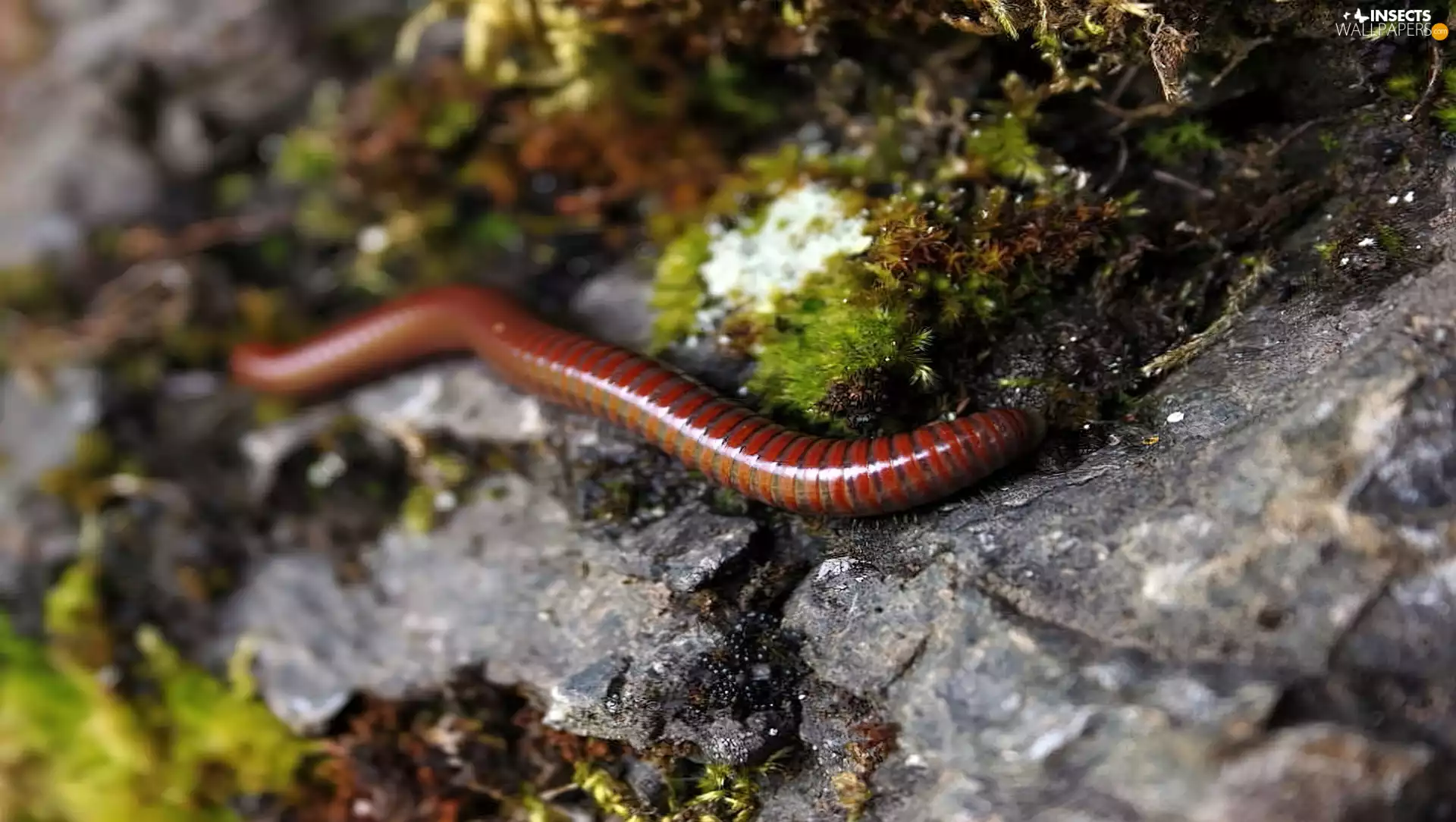 earthworm, Stone, Moss